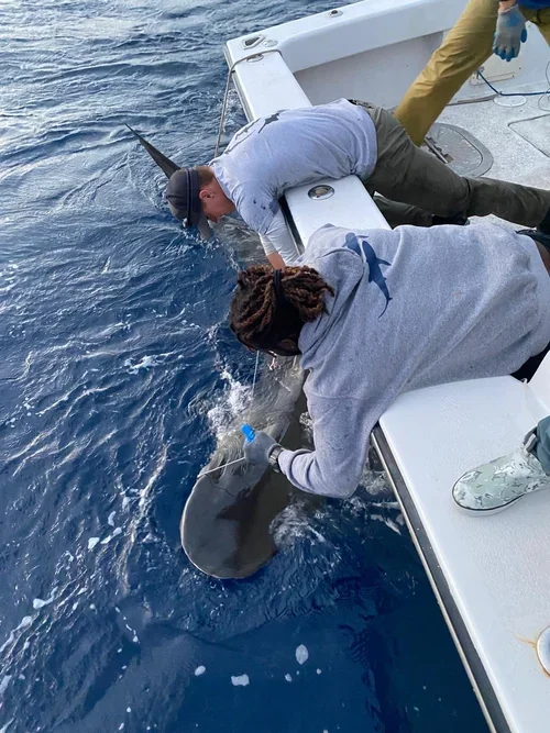 Saving+the+Blue+-+Andros+-+Bahamas+-+501+c+3+-+Non+profit+-+Nonprofit+-+Not+for+Profit+-+Sharks+-+Shark+-+Marine+Biology+-+Shark+Research+-+Equality+-+Sponsorship+-+Shark+Tagging+-+Shark+Tag+-+Andros+Island (1).webp