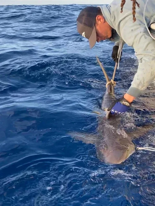 Saving+the+Blue+-+Andros+-+Bahamas+-+501+c+3+-+Non+profit+-+Nonprofit+-+Not+for+Profit+-+Sharks+-+Shark+-+Marine+Biology+-+Shark+Research+-+Equality+-+Sponsorship+-+Shark+Tagging+-+Shark+Tag+-+Andros+Island (2).webp