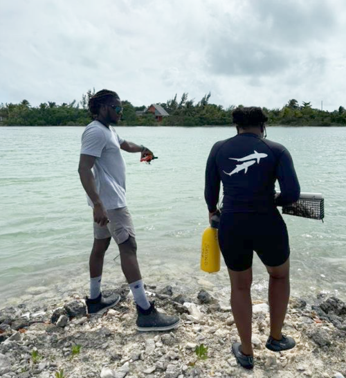 Saving+the+Blue+-+501+c+3+-+Nonprofit+-+Not+for+Profit+-+BRUV+-+The+Bahamas+-+Andros+-+Marine+Biology+-+Shark+Research+-+Equality+-+Sponsorship+-+BAMSI+-+The+Bahamas+Agriculture+and+Marine+Science+-+Sawfish+-+Smalltooth+Sawfish+-+Outre (2).webp