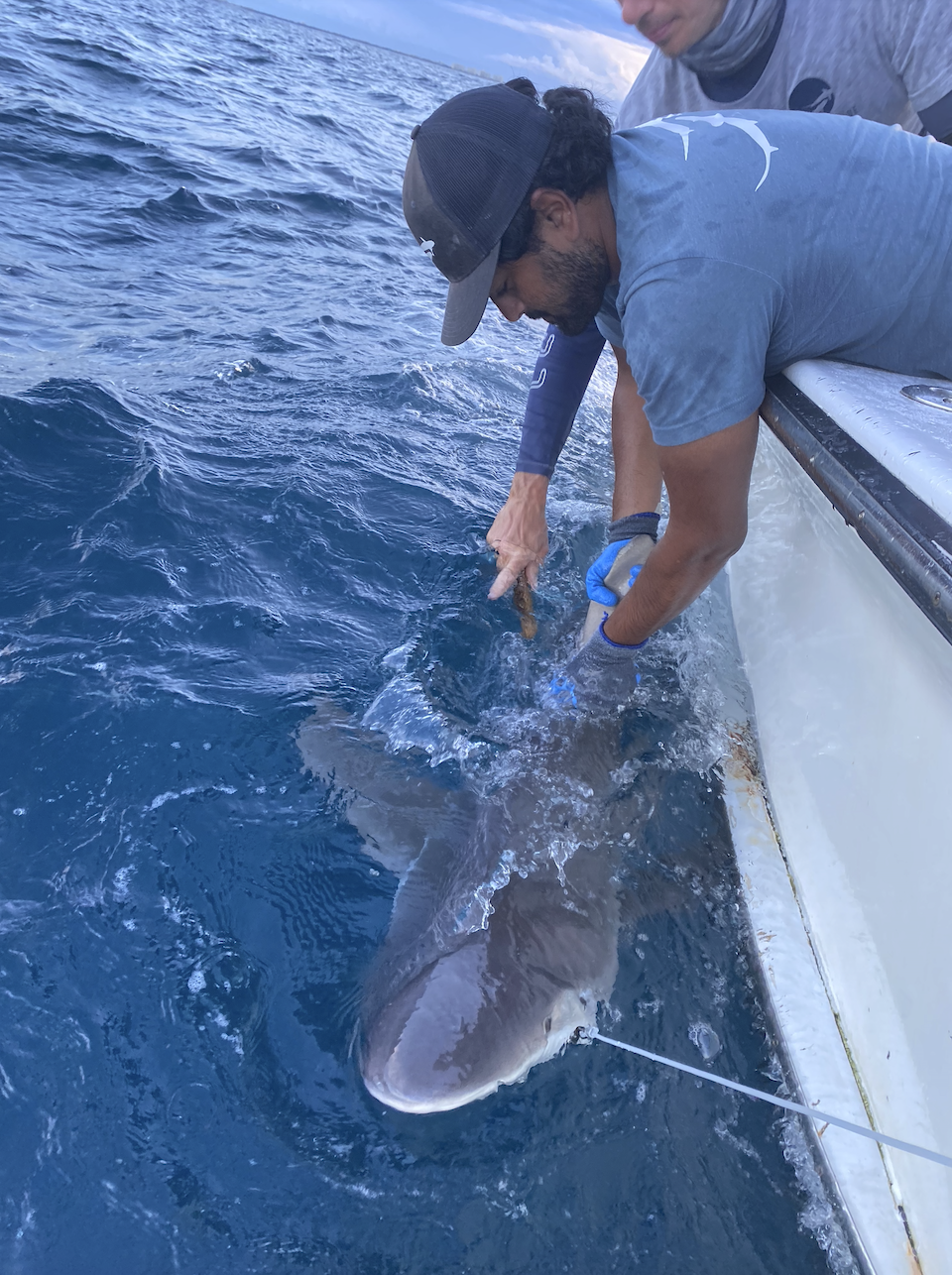 Saving+the+Blue+-+501+c+3+-+Non+profit+-+Nonprofit+-+Not+for+Profit+-+Sharks+-+Shark+-+Marine+Biology+-+Shark+Research+-+Equality+-+Sponsorship+-+Florida+-+Shark+Tagging+-+Shark+Tag+-+Jupiter+-+Florida.webp