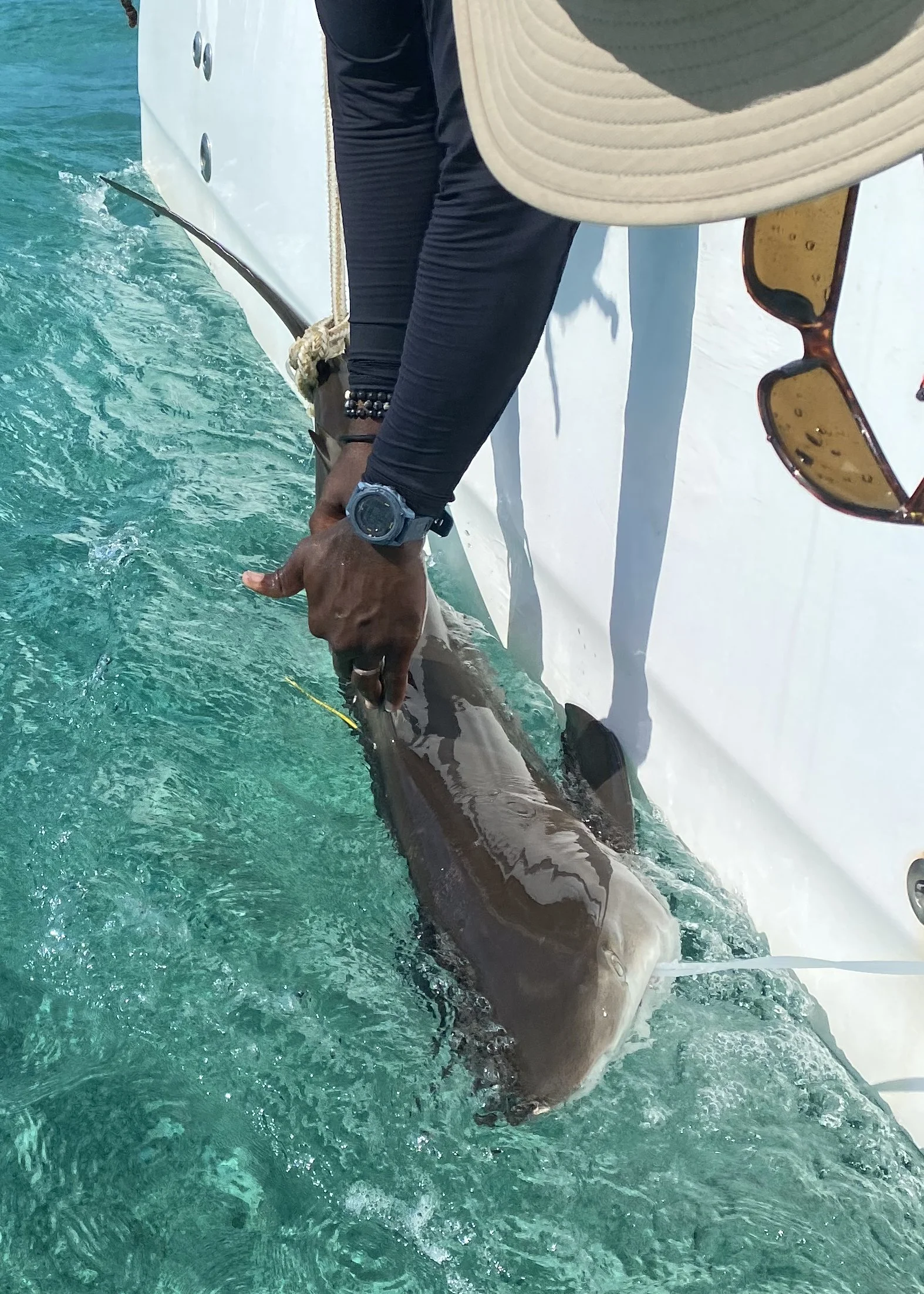Reef Shark Adoption