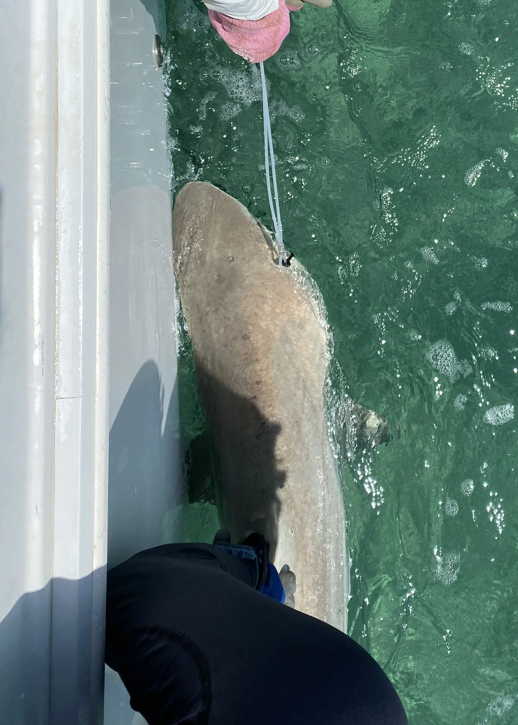 Blacktip Shark Adoption