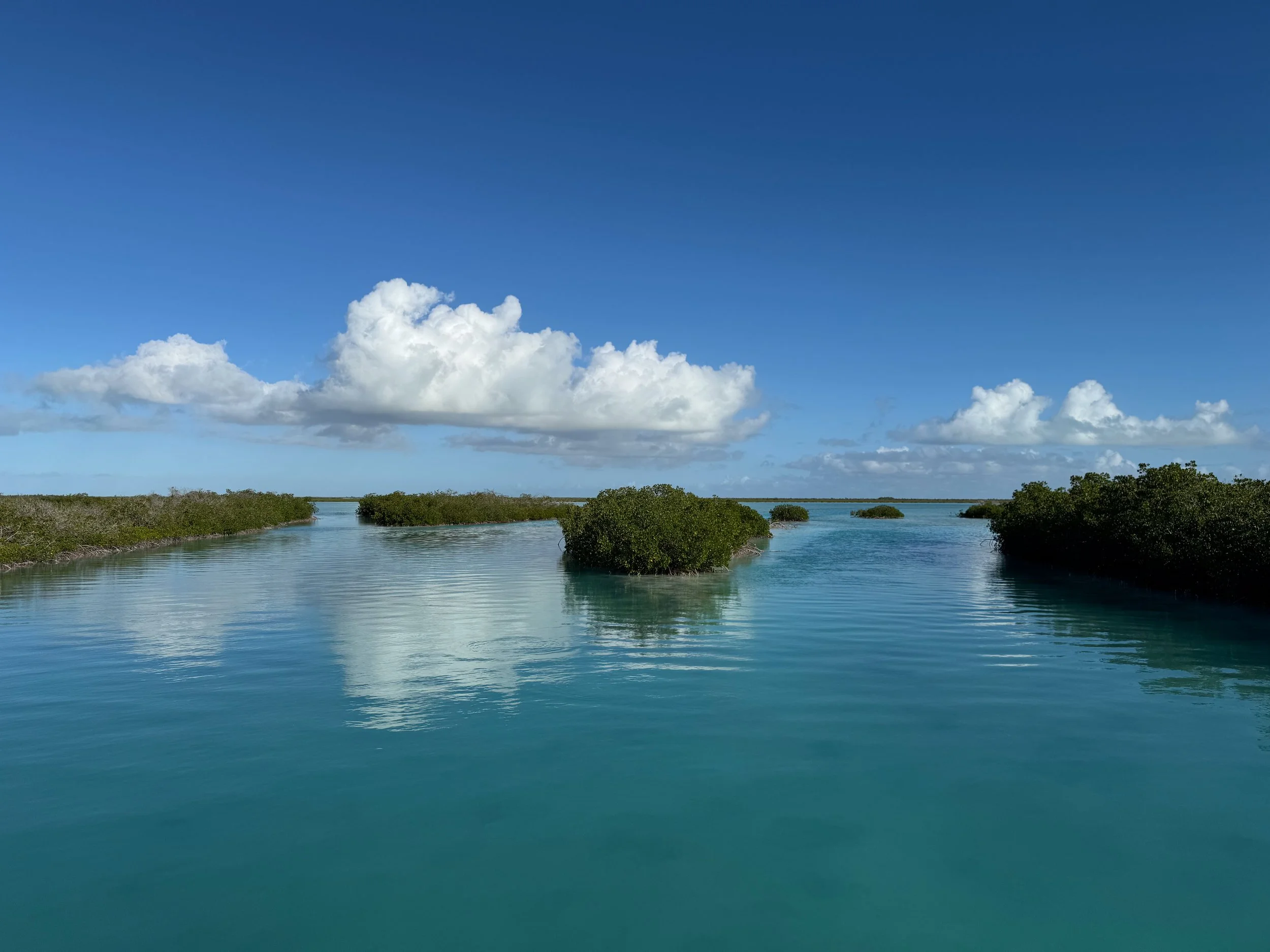 Saving the Blue - 501 c 3 - Nonprofit - Sharks - Shark - Shark Tag - Shark Tagging - Marine Biology - Shark Research - Bahamas - Florida - Shark Researcher - Shark Clothing - Shark Nonprofit - Help Sharks - Save Sharks - Hammerhead - Bull - Tiger