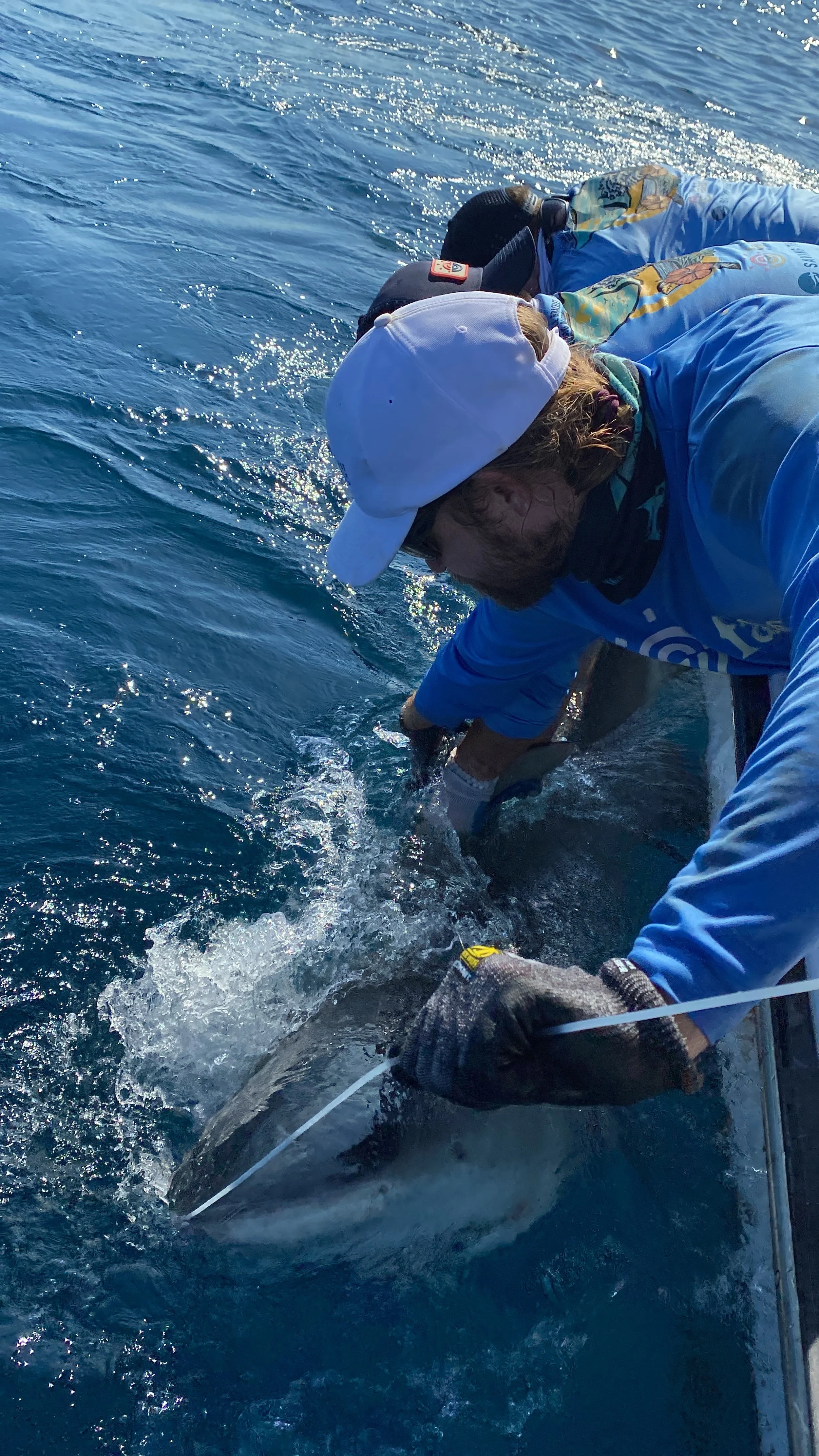 Bull Shark Adoption