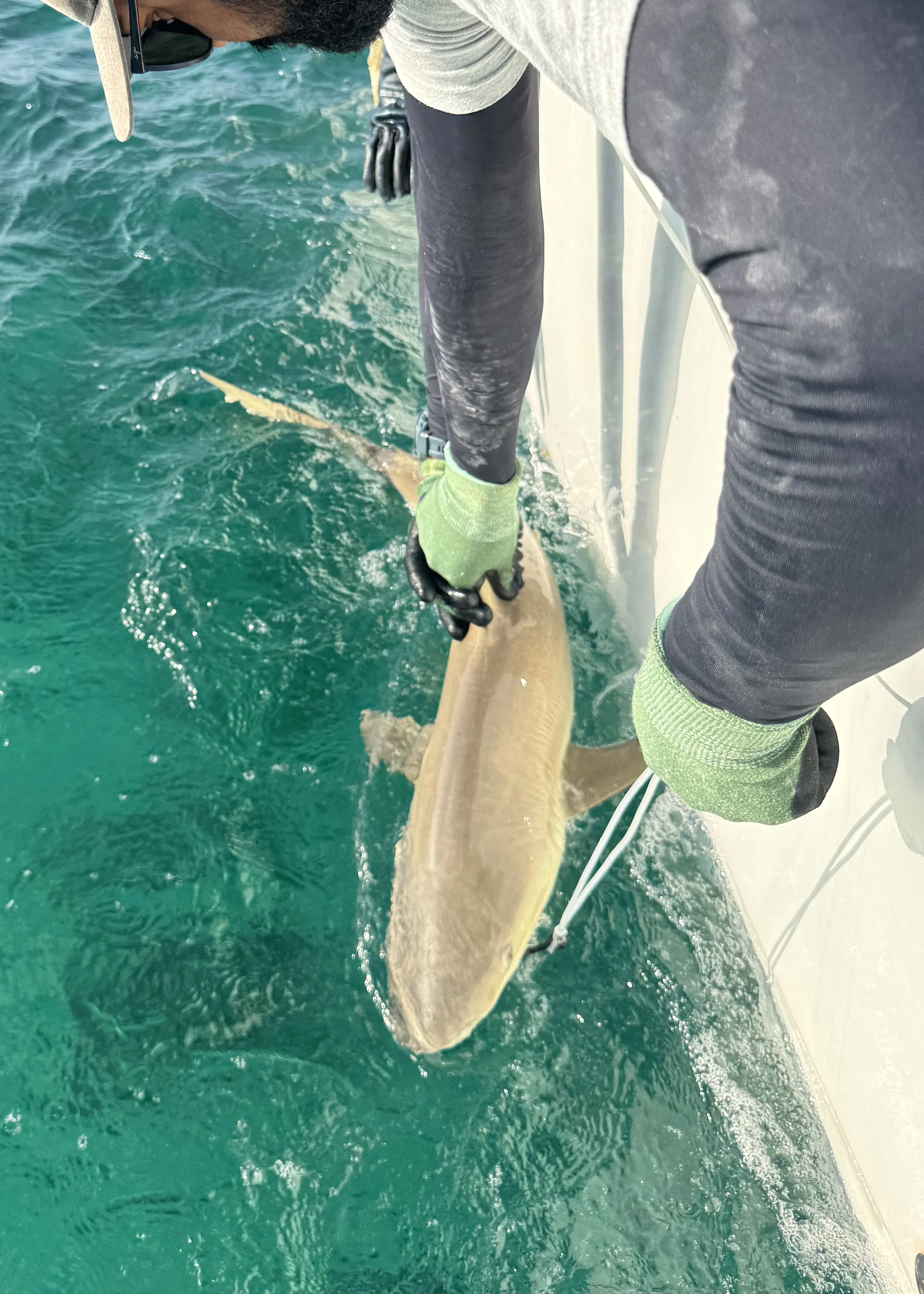 Blacknose Shark Adoption