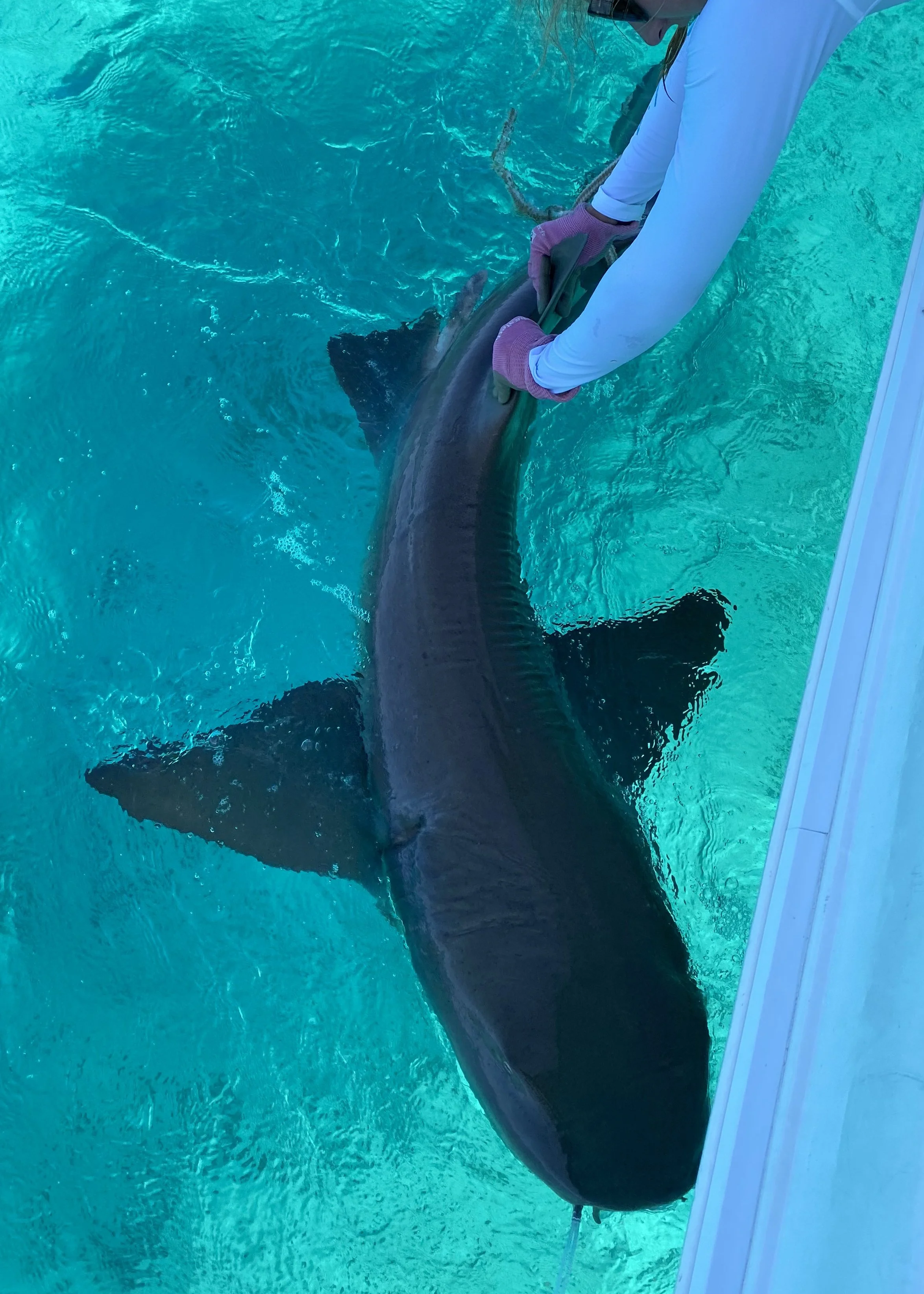 Nurse Shark Adoption