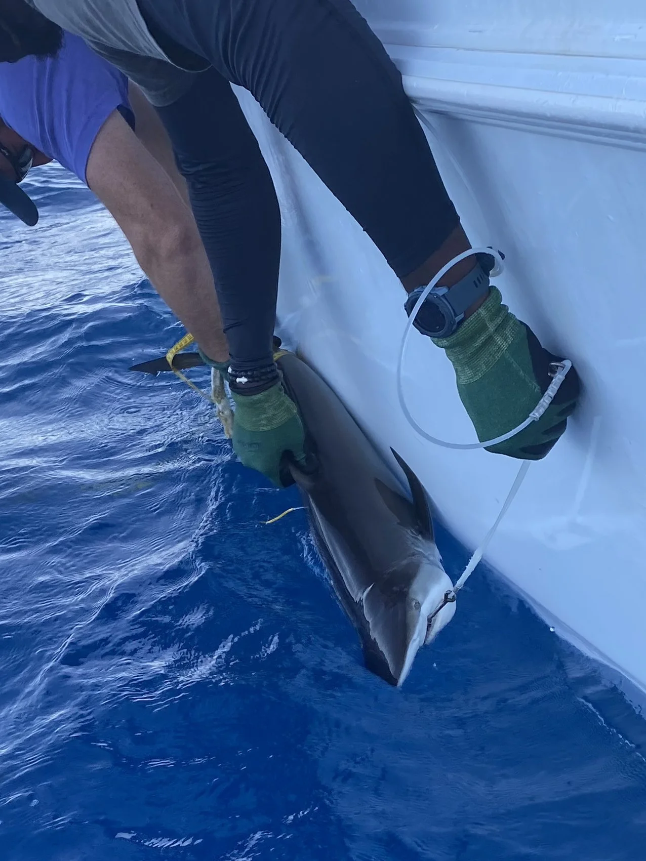 Silky Shark Adoption