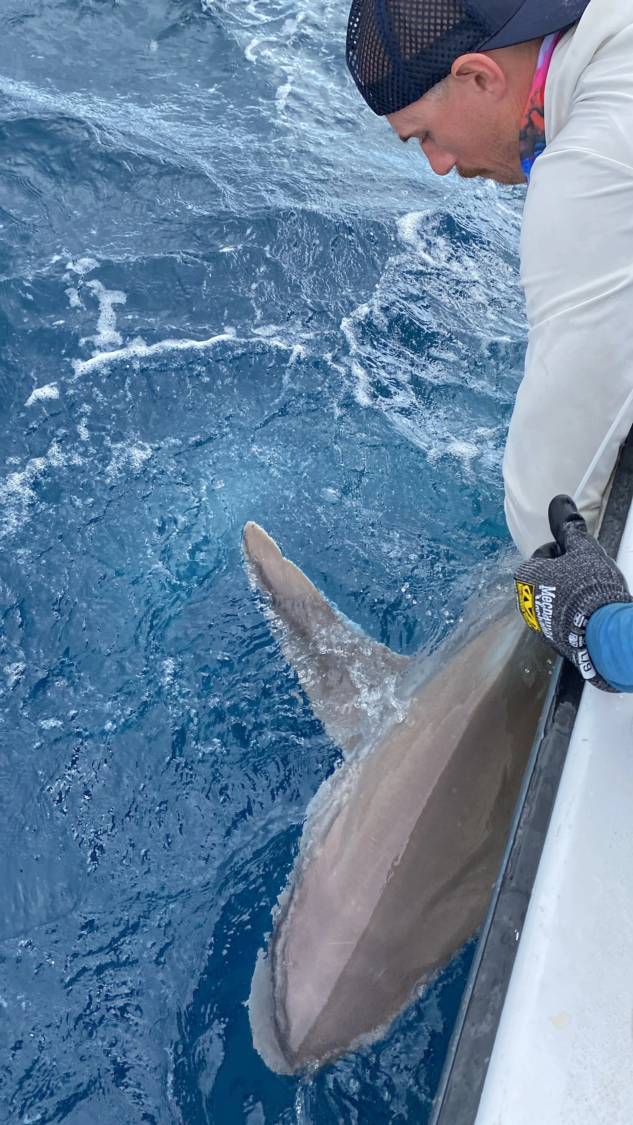 Sandbar Shark Adoption