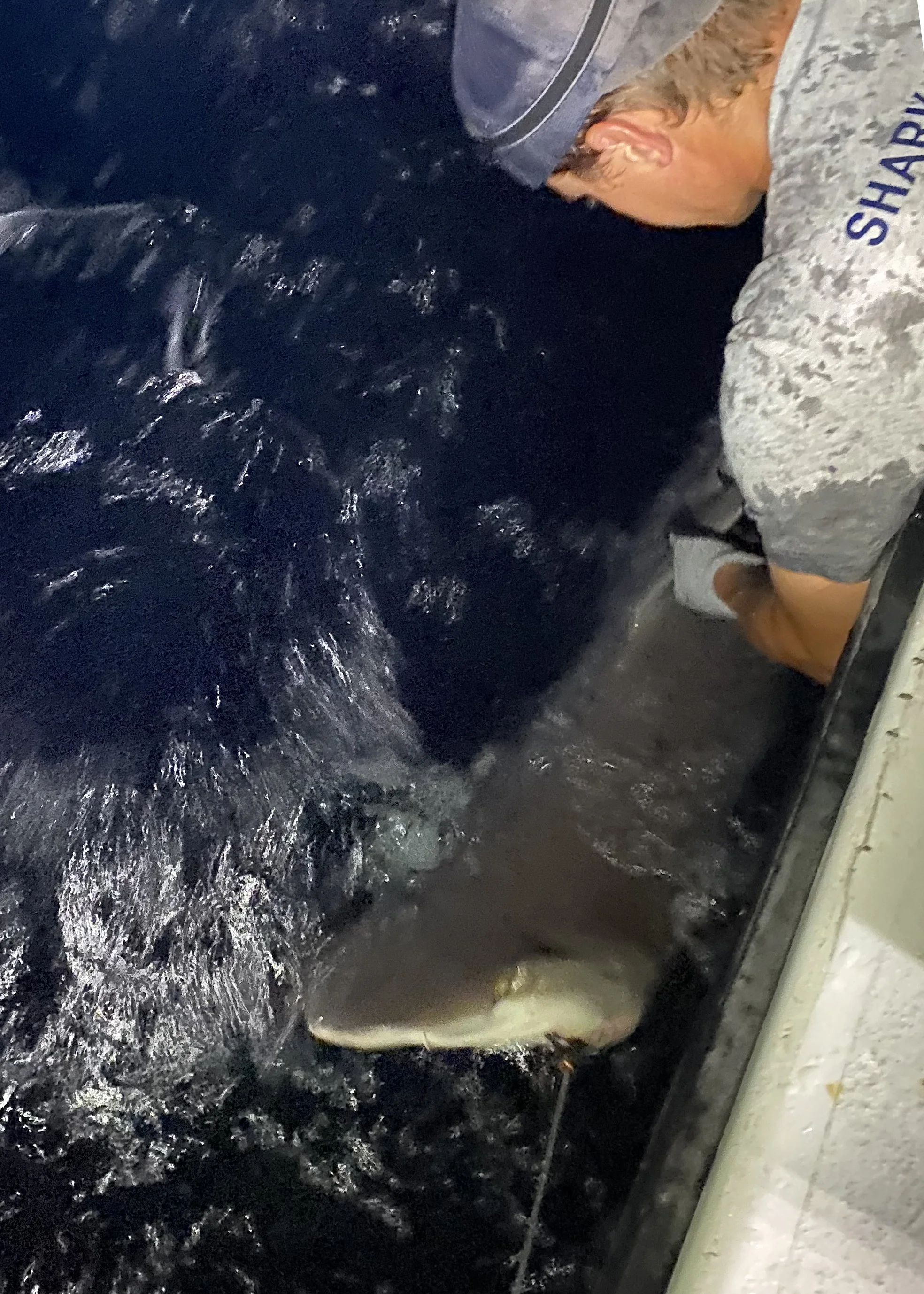 Sandbar Shark Adoption