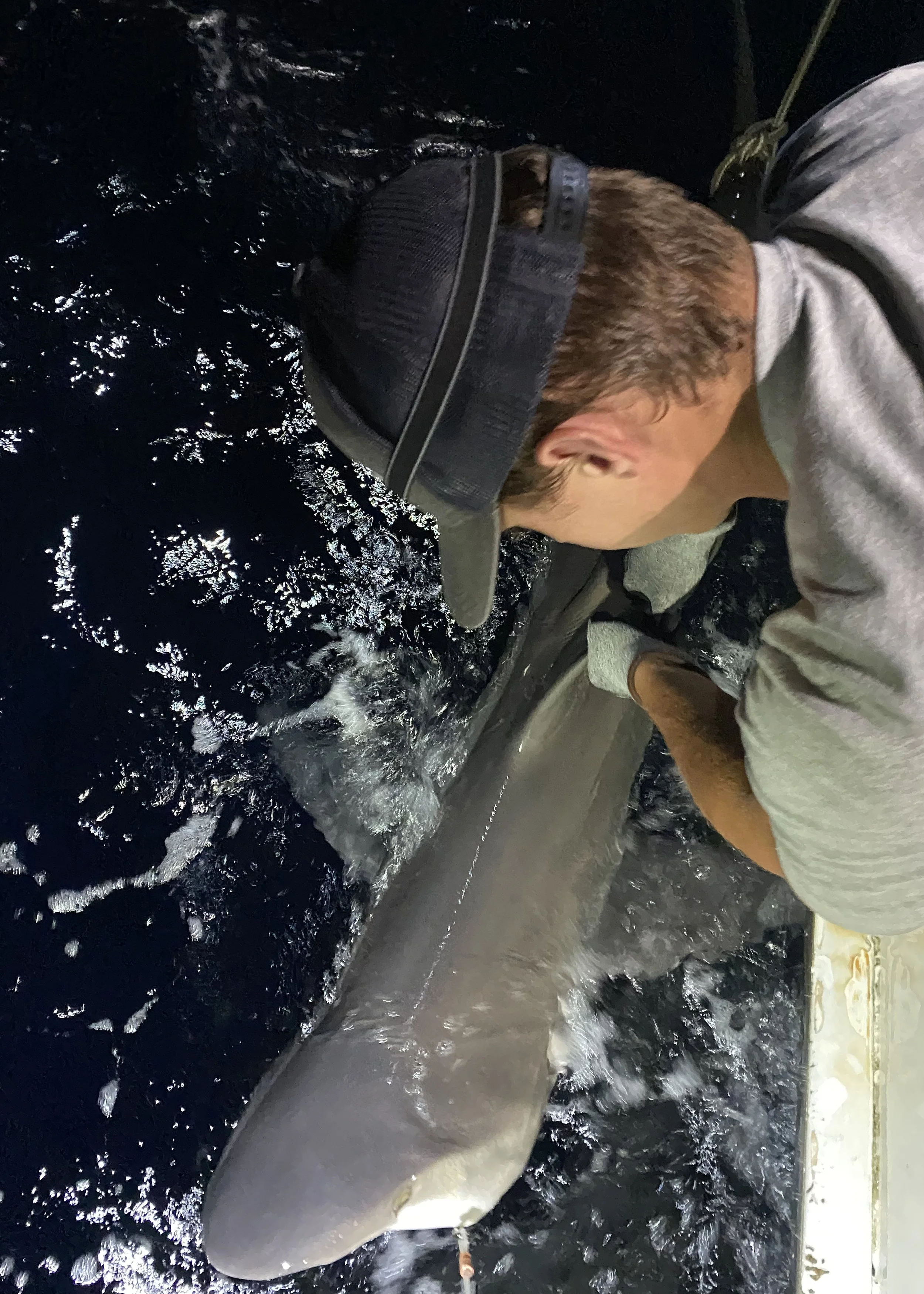 Sandbar Shark Adoption