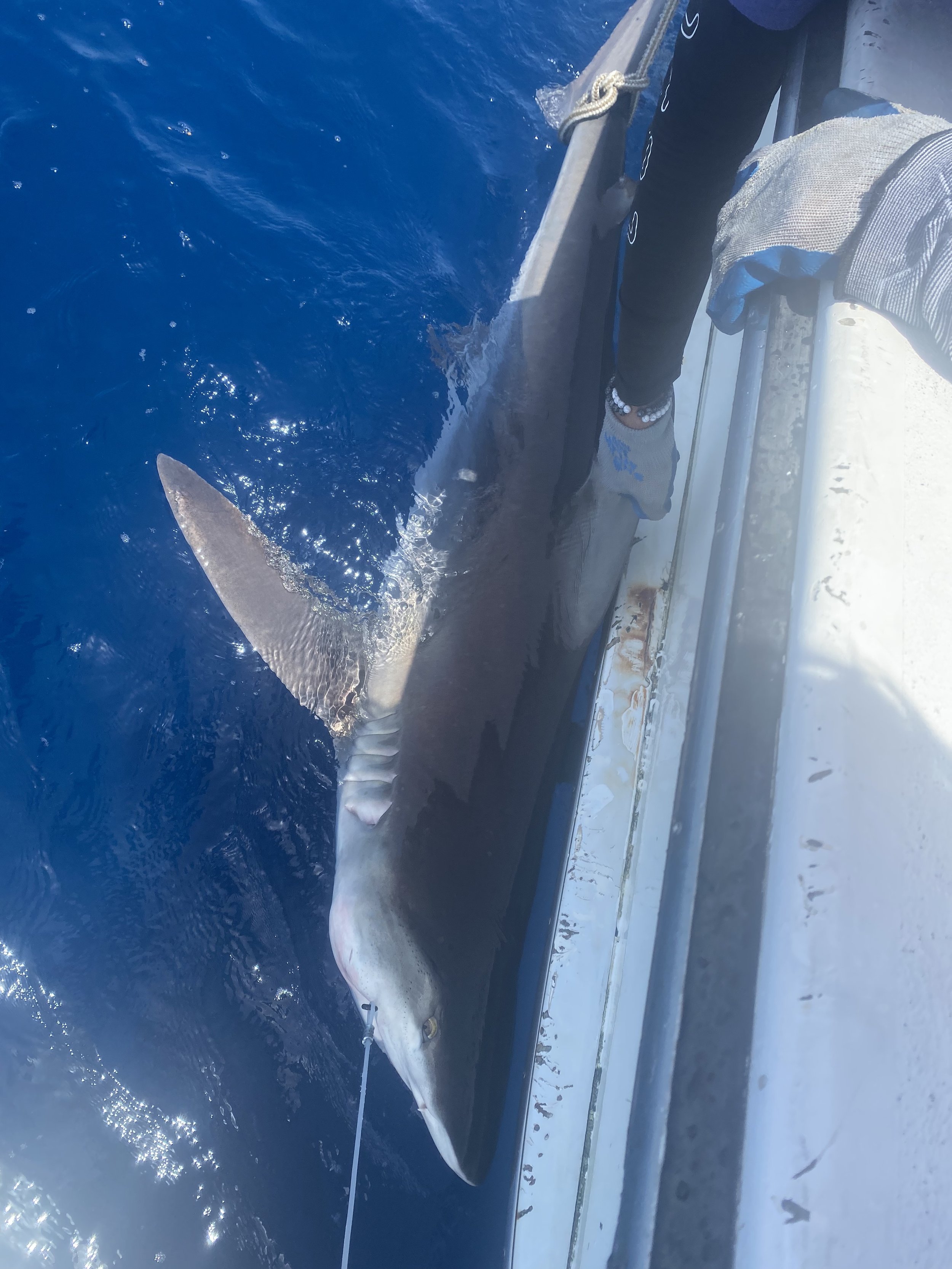 Sandbar Shark Adoption