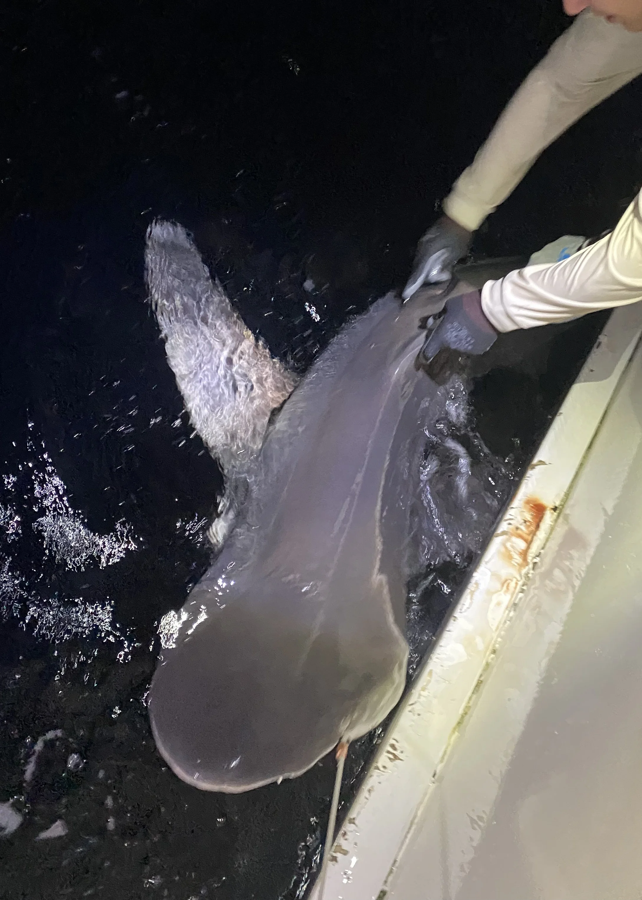 Sandbar Shark Adoption