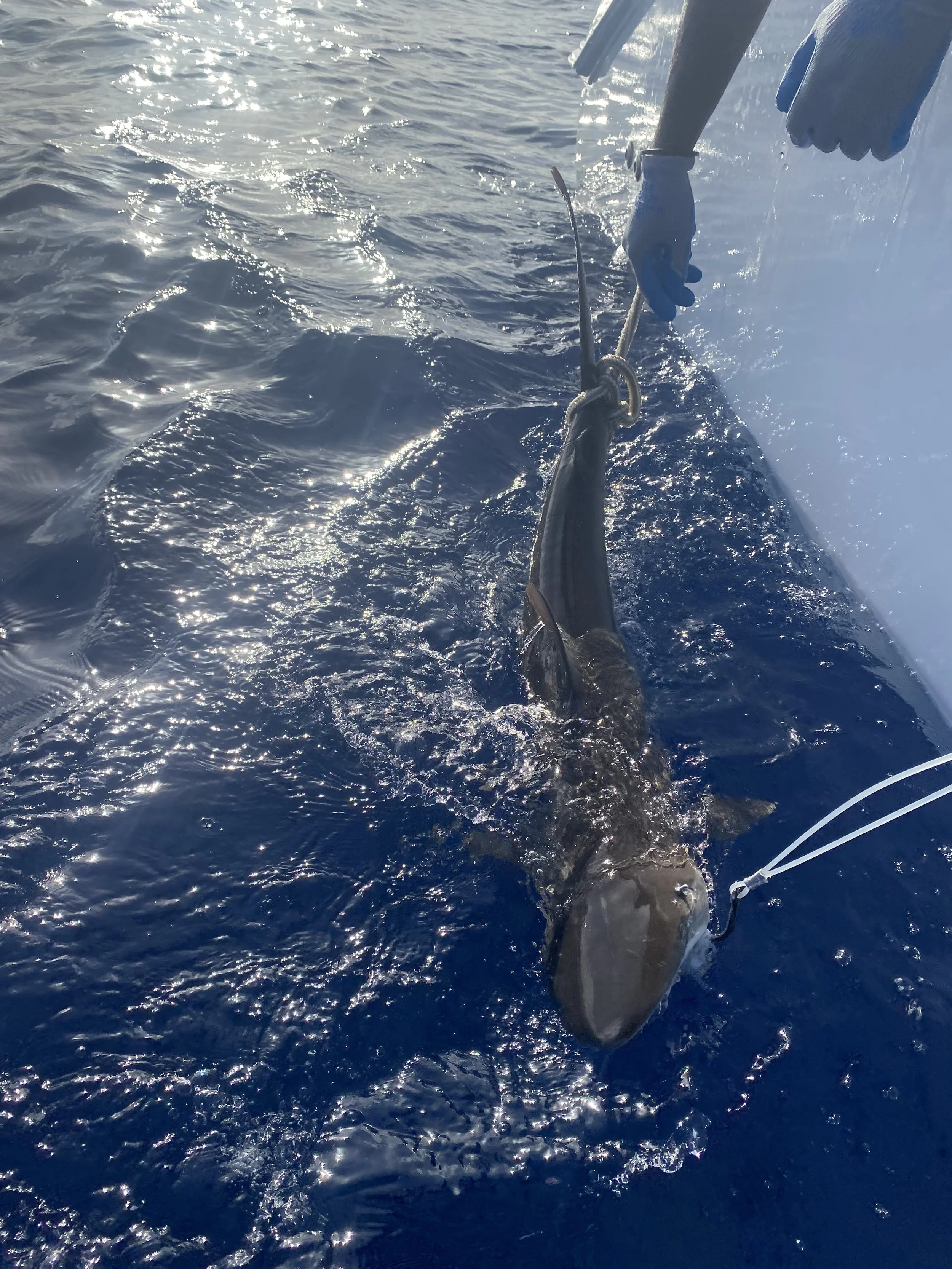 Saving the Blue - 501 c 3 - Nonprofit - Sharks - Shark - Shark Tag - Shark Tagging - Marine Biology - Shark Research - Bahamas - Florida - Shark Researcher - Beach Clean - Shark Nonprofit - Help Sharks - Save Sharks - Hammerhead - Sawfish - Tiger