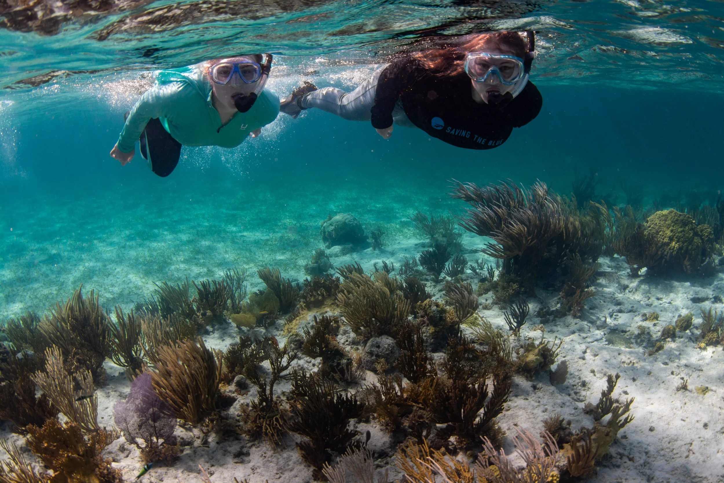 Saving the Blue - 501 c 3 - Nonprofit - Sharks - Shark - Shark Tag - Shark Tagging - Marine Biology - Shark Research - Bahamas - Florida - Shark Researcher - Gabby Lozada - Shark Nonprofit - Help Sharks - Save Sharks - Hammerhead - Silky - Tiger