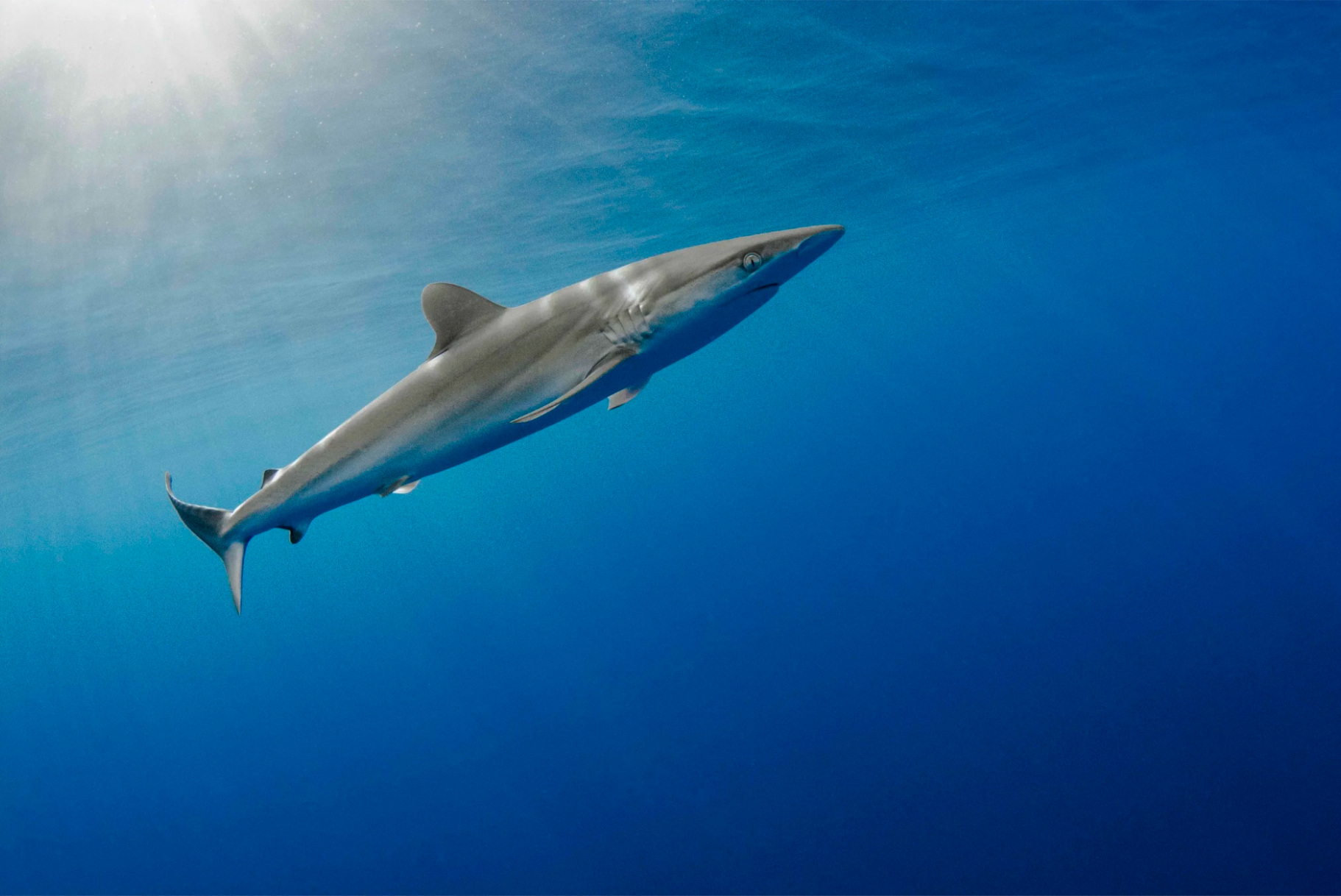 Screenshot 2026-01-21 at 4.51.18 PM.png