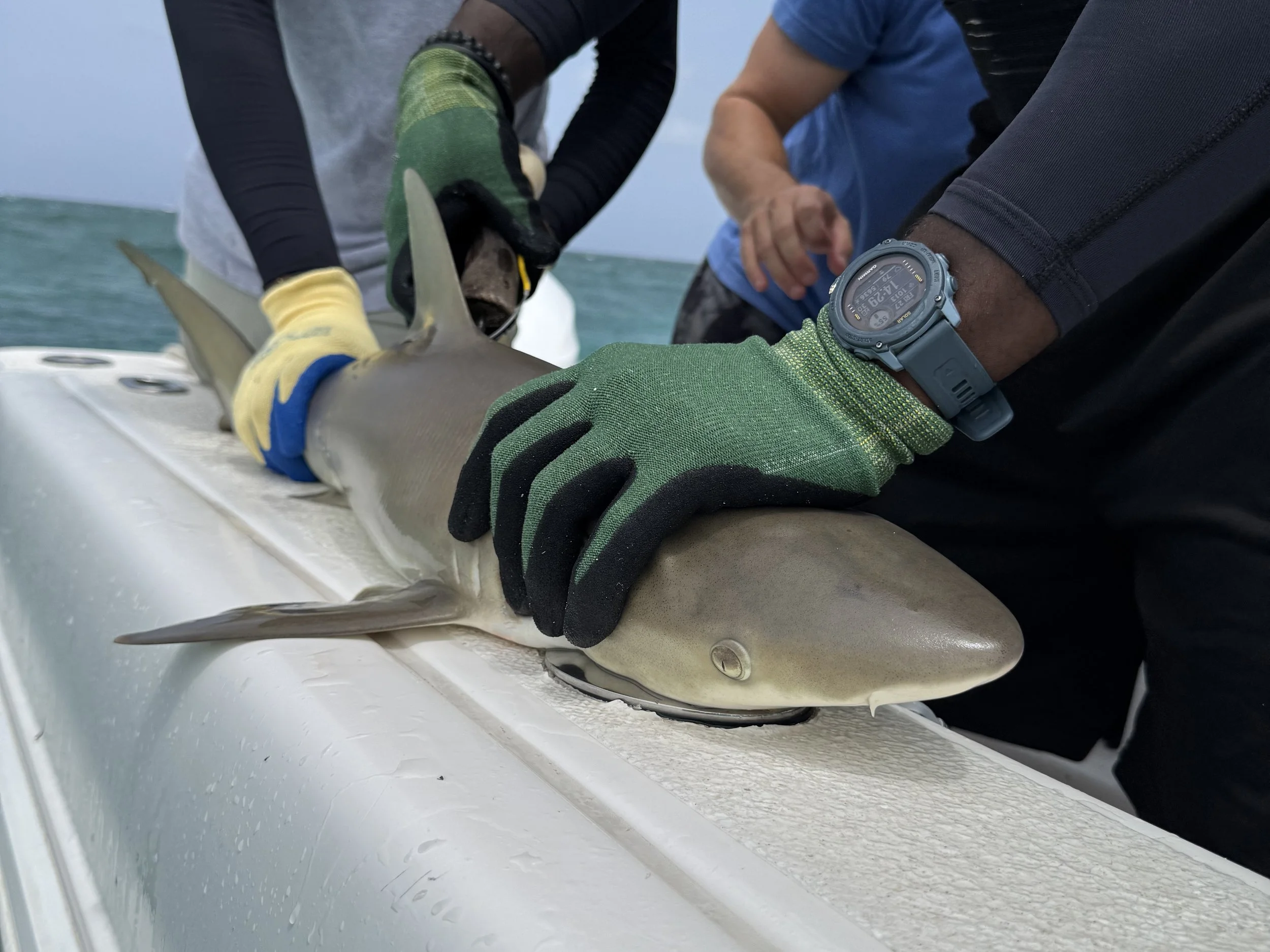 Blacknose Shark Adoption