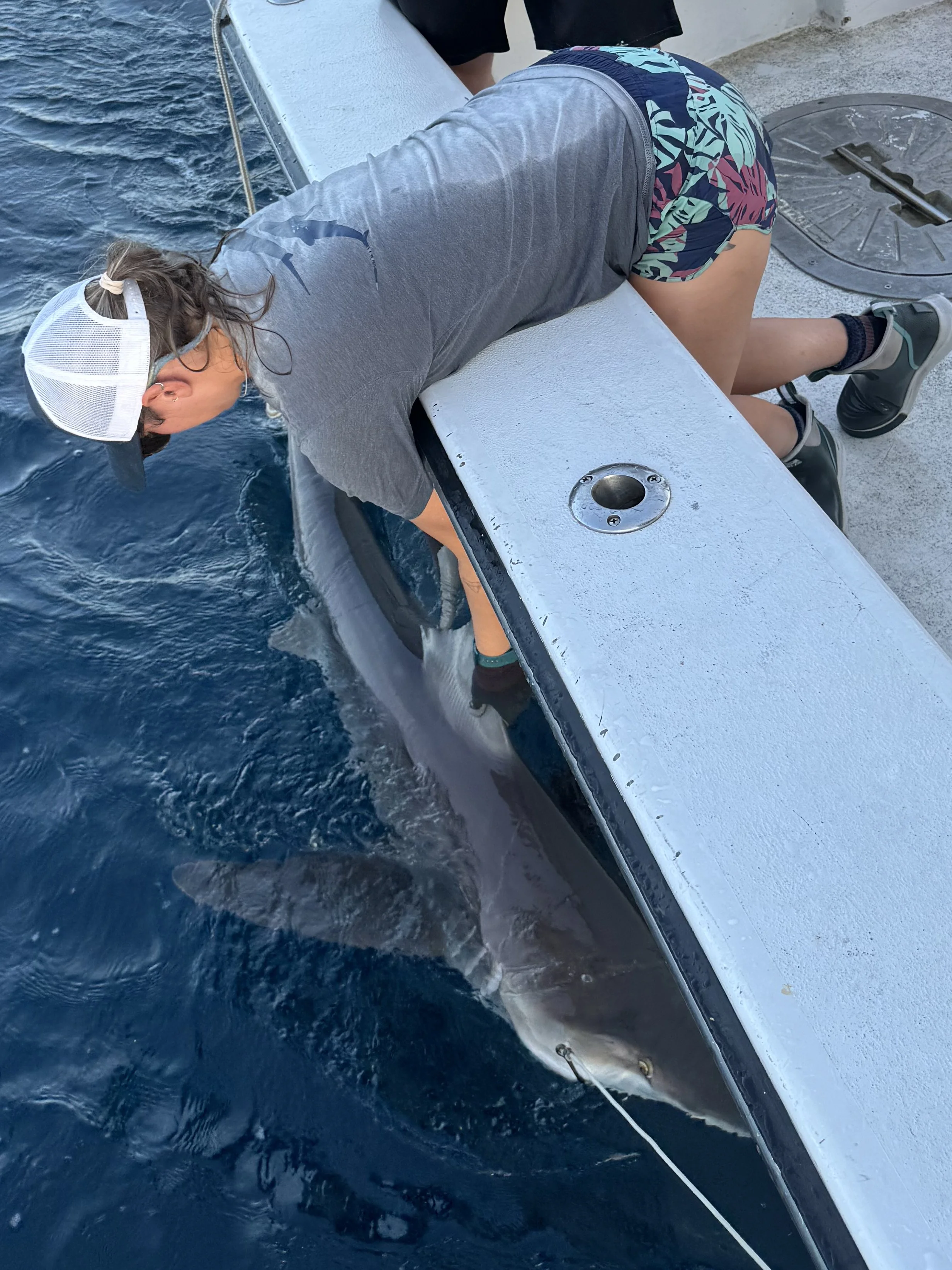 Sandbar Shark Adoption
