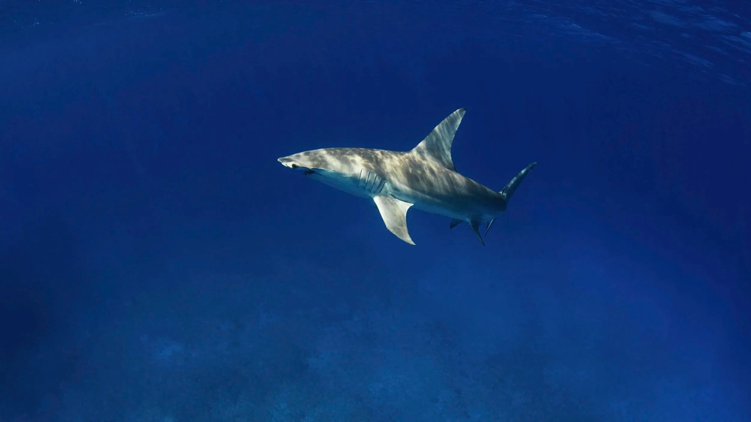 Saving the Blue - Fahlo - My Fahlo - Shark Tag - Shark Research - Shark Tagging - Shark Tracking - Non profit - Sharks  - Great Hammerhead - Shark - Hammerhead - Donate to Charity