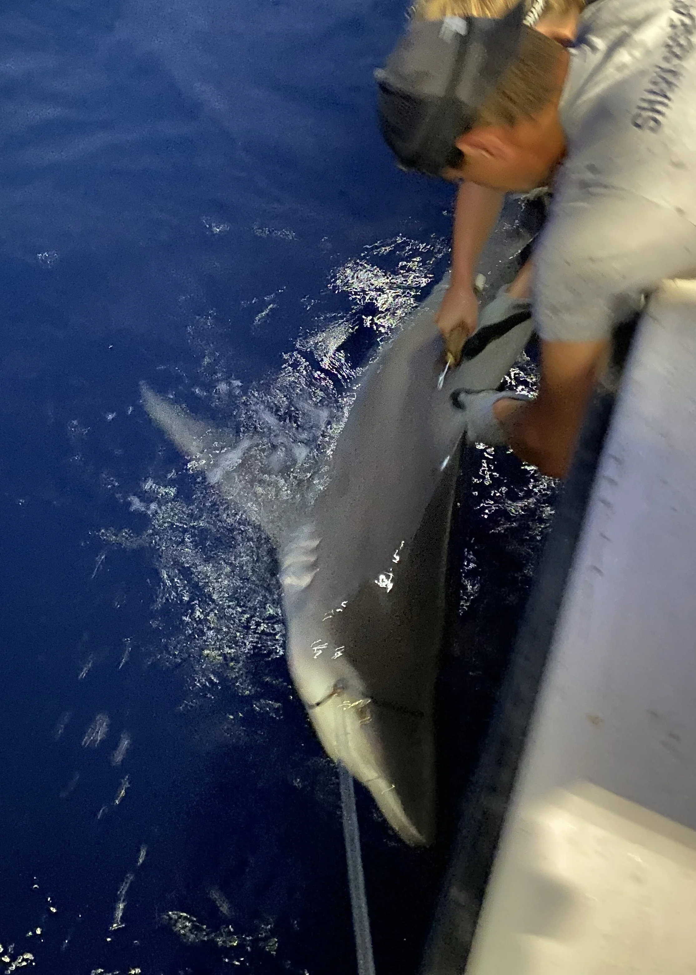 Sandbar Shark Adoption