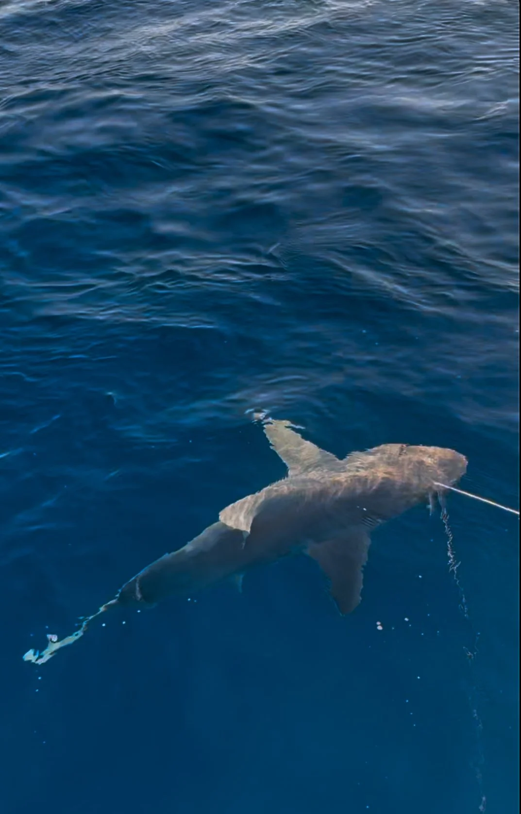Sandbar Shark Adoption