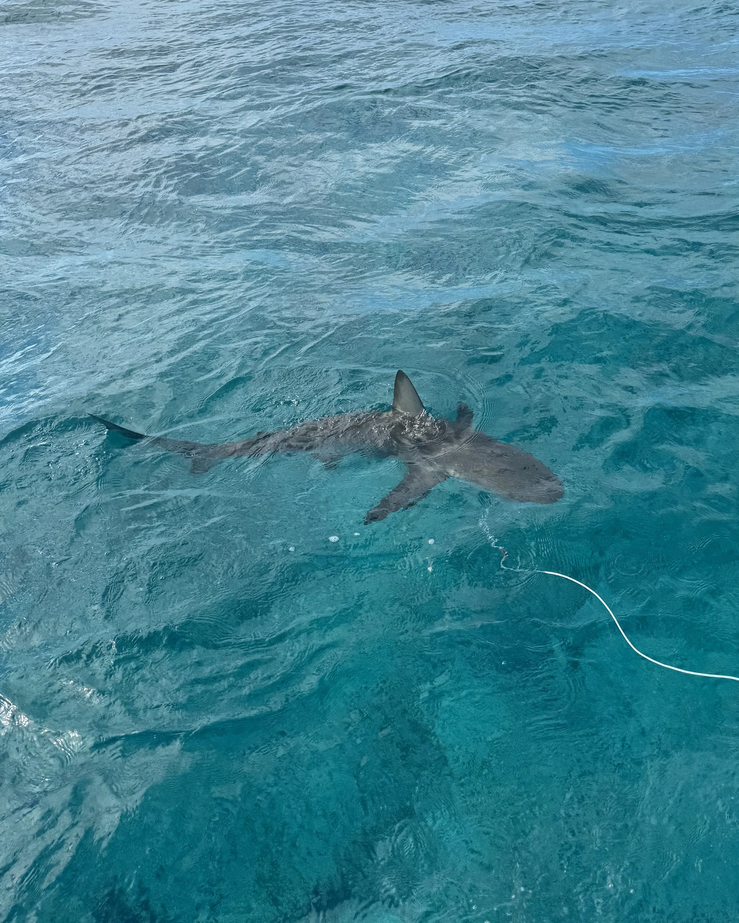Reef Shark Adoption