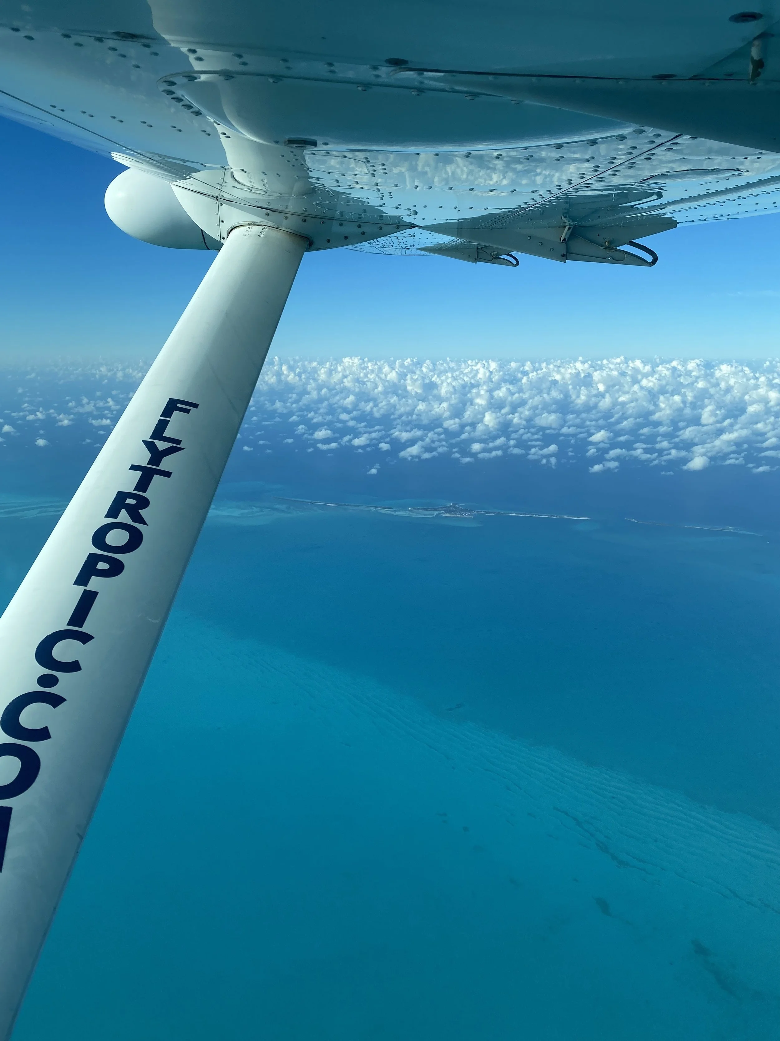 Saving the Blue - 501 c 3 - Nonprofit - Sharks - Shark - Shark Tag - Shark Tagging - Marine Biology - Shark Research - Bahamas - Florida - Shark Researcher - Beach Clean - Shark Nonprofit - Help Sharks - Save Sharks - Hammerhead - Sawfish - Tiger