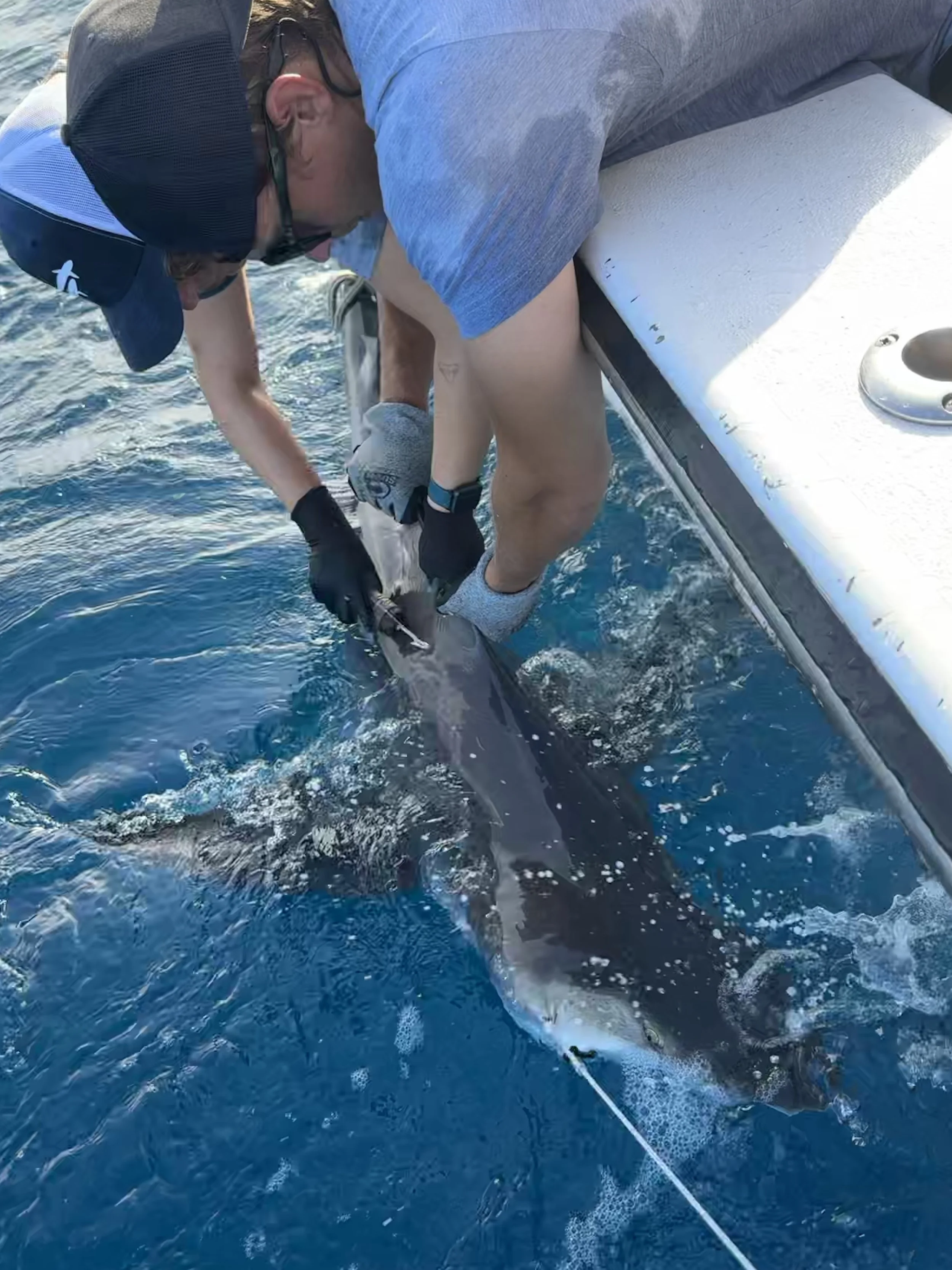 Sandbar Shark Adoption