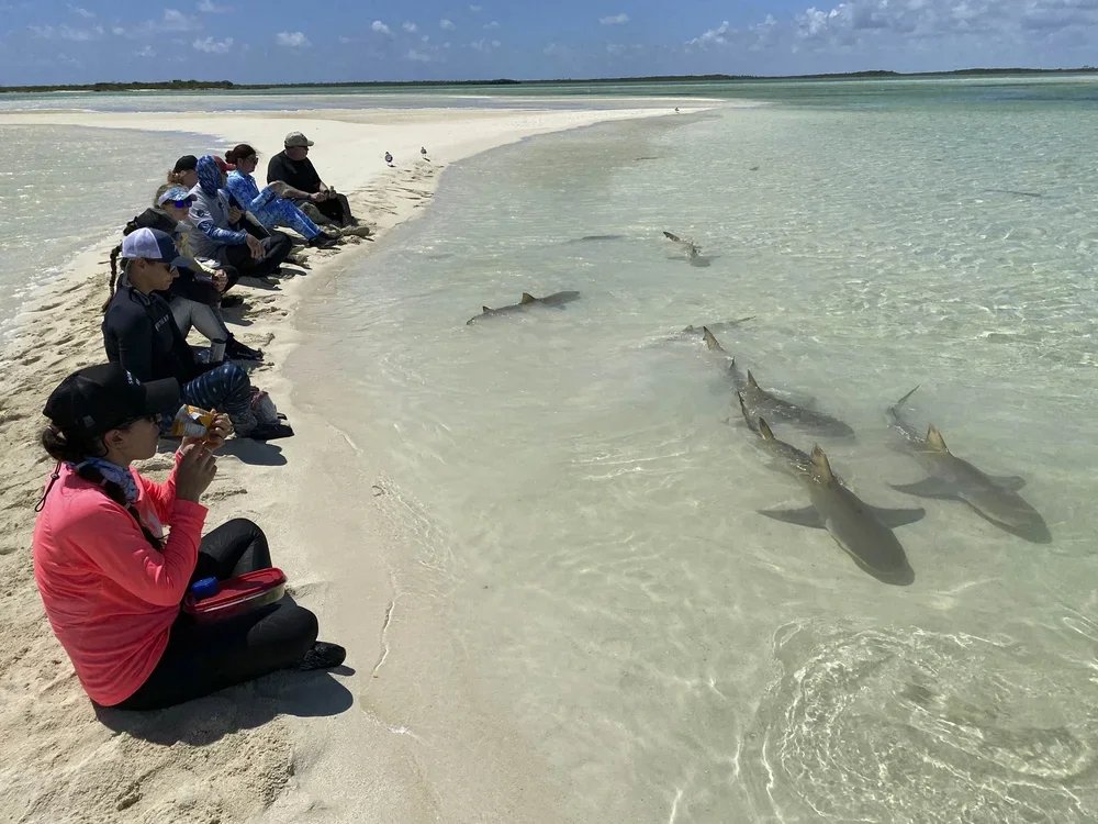 Saving the Blue - Andros Island - Bahamas - Cargill Creek - Behring Point - Lodge - Club - Sharks - Shark - Shark Research - Shark Research Station - Tongue of the Ocean - Fishing - Bonefish - Fish -