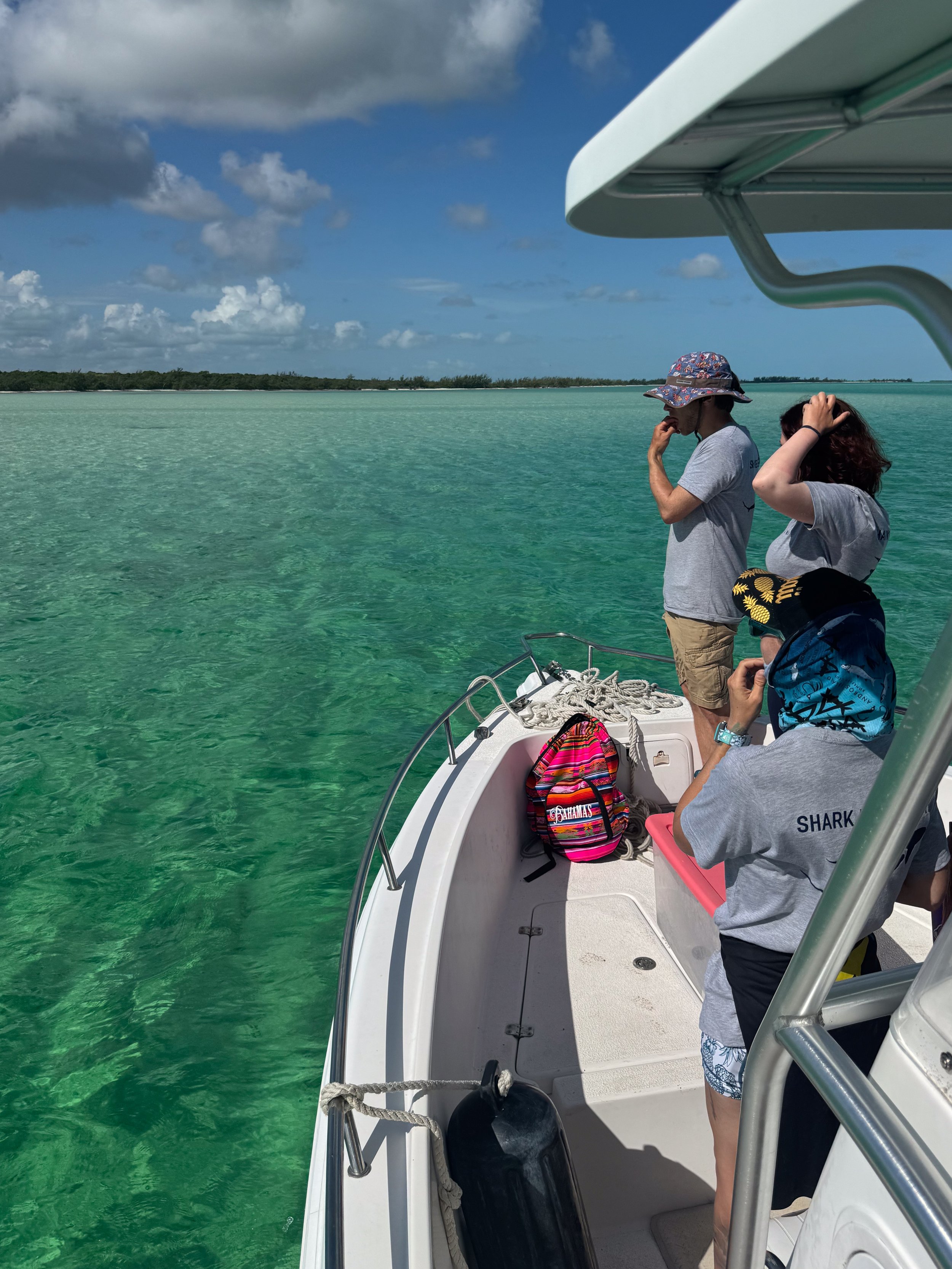 Saving the Blue - 501 c 3 - Nonprofit - Sharks - Shark - Shark Tag - Shark Tagging - Marine Biology - Shark Research - Bahamas - Florida - Shark Researcher - Gabby Lozada - Shark Nonprofit - Help Sharks - Save Sharks - Hammerhead - Silky - Tiger