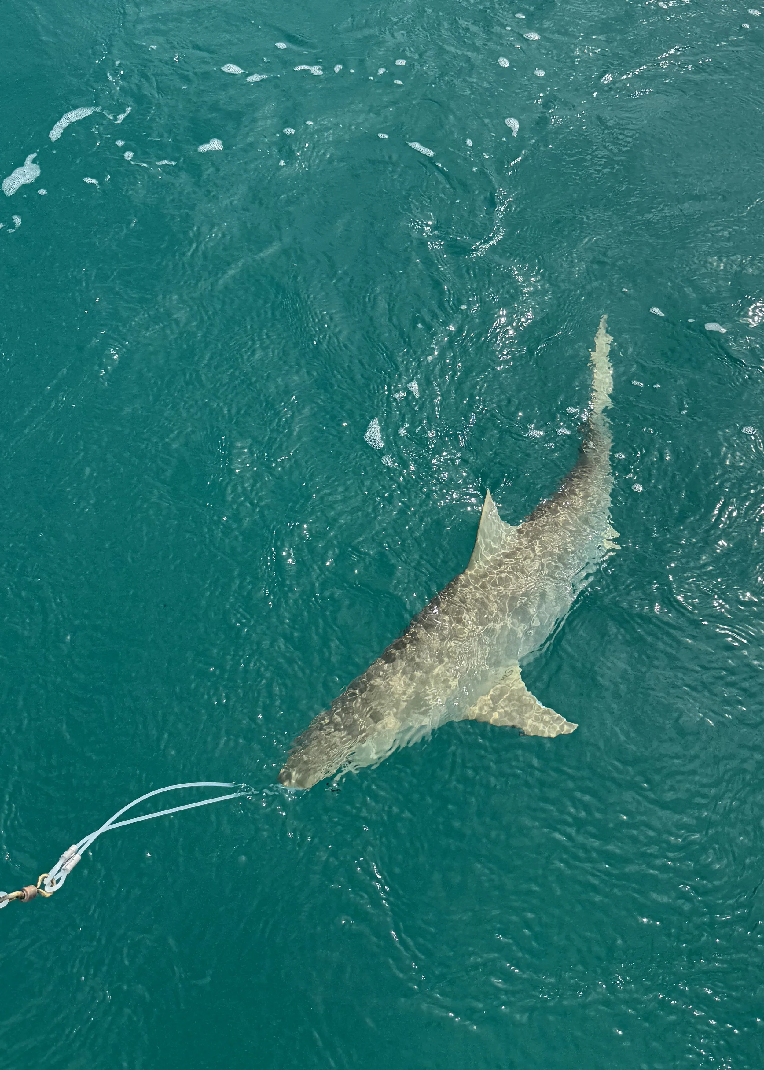 Blacknose Shark - Female 120cm
