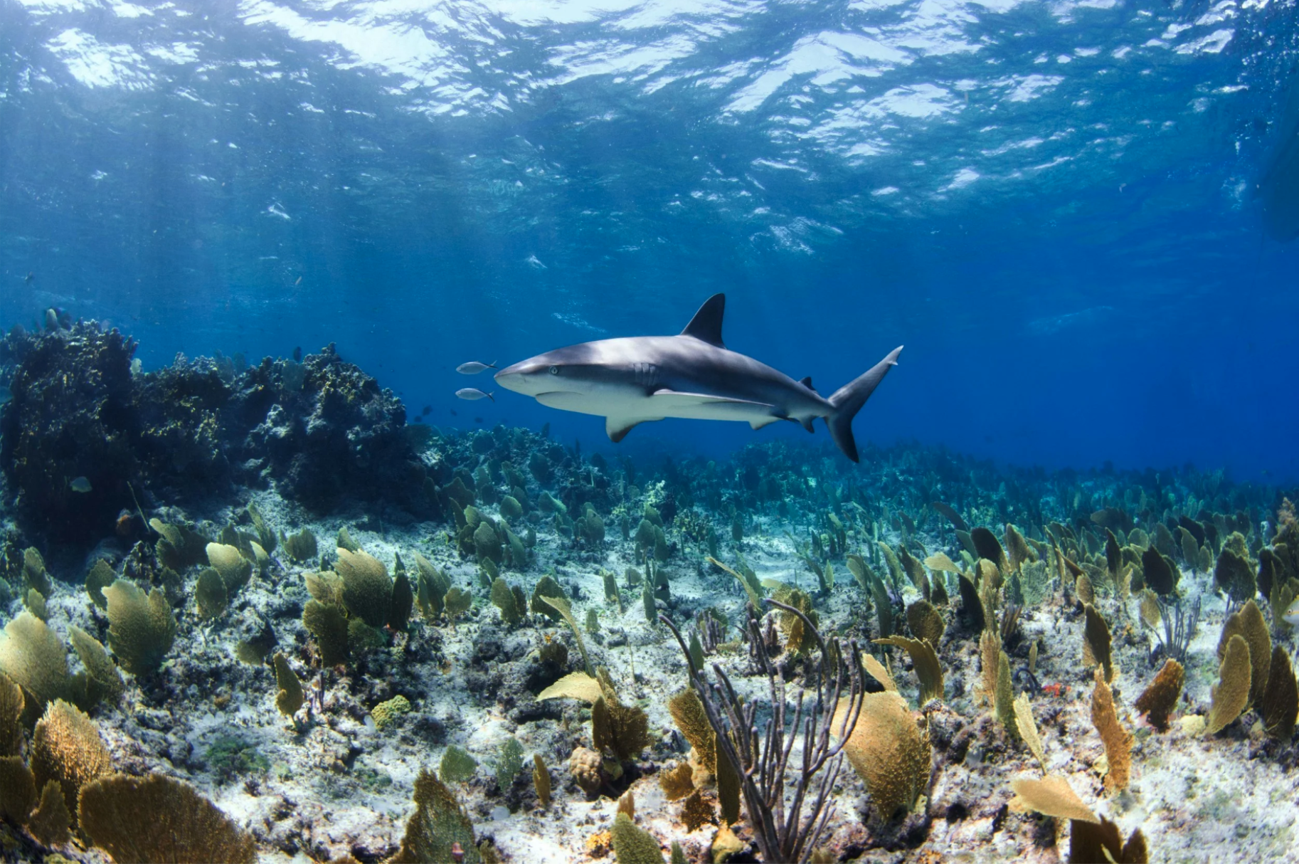 Screenshot 2026-01-21 at 4.45.20 PM.png