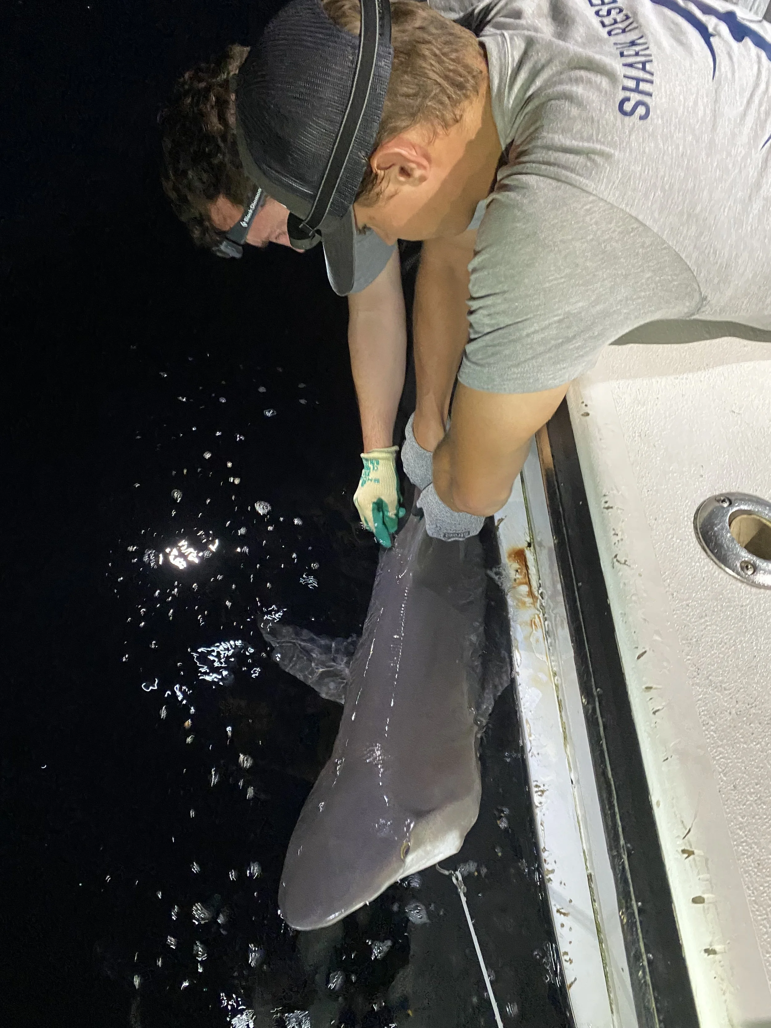 Sandbar Shark Adoption