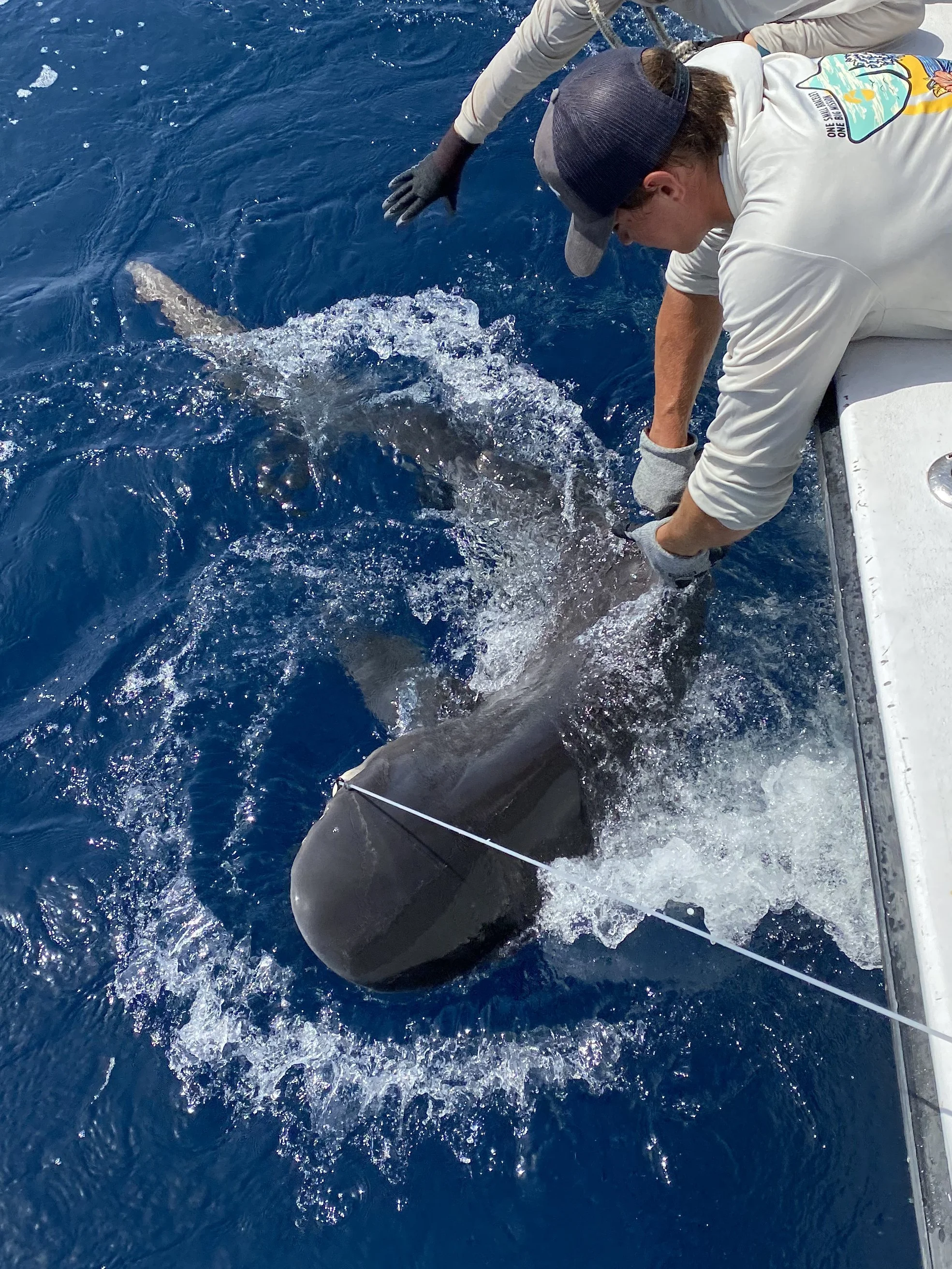 Bull Shark Adoption