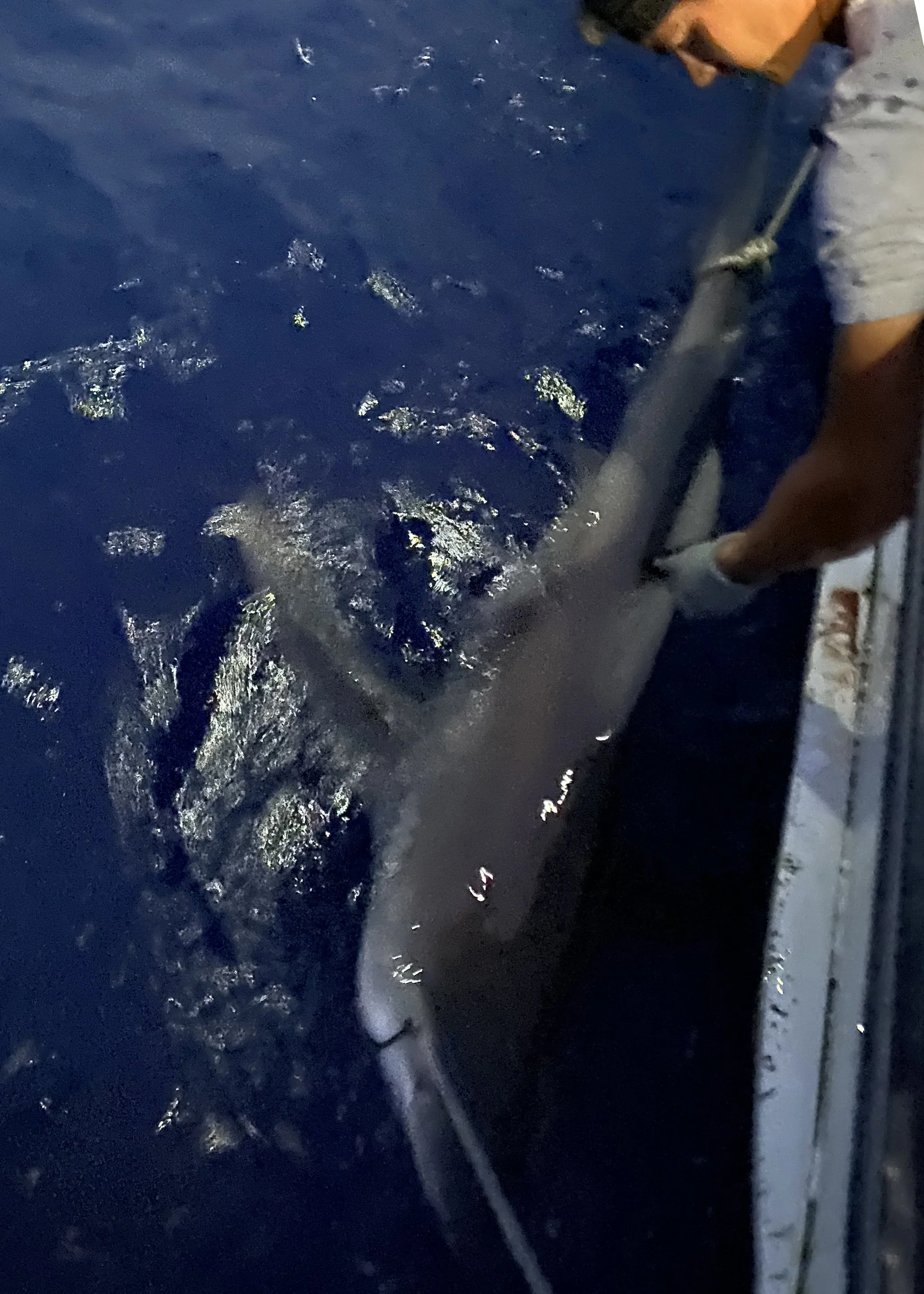 Sandbar Shark Adoption