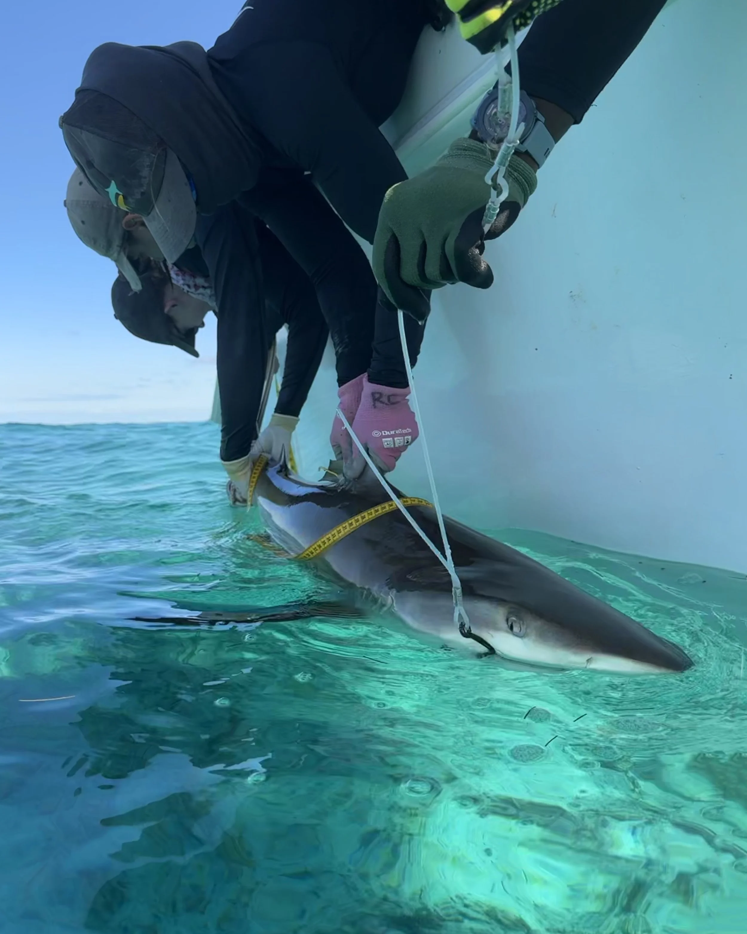 Reef Shark Adoption