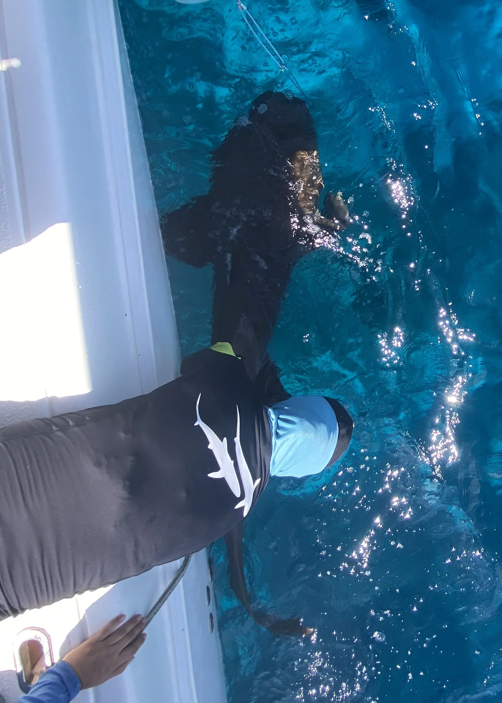 Nurse Shark Adoption