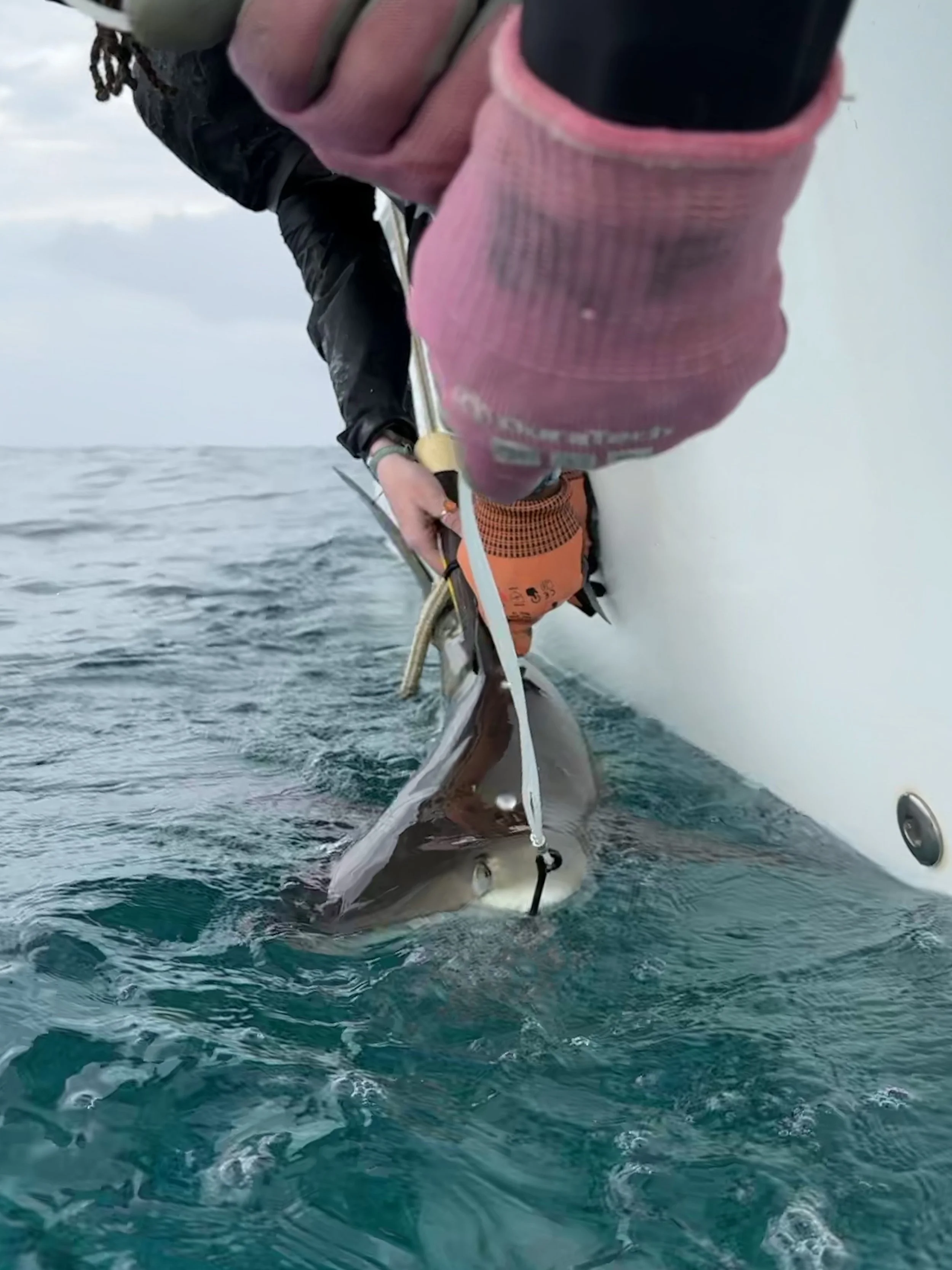 Reef Shark Adoption