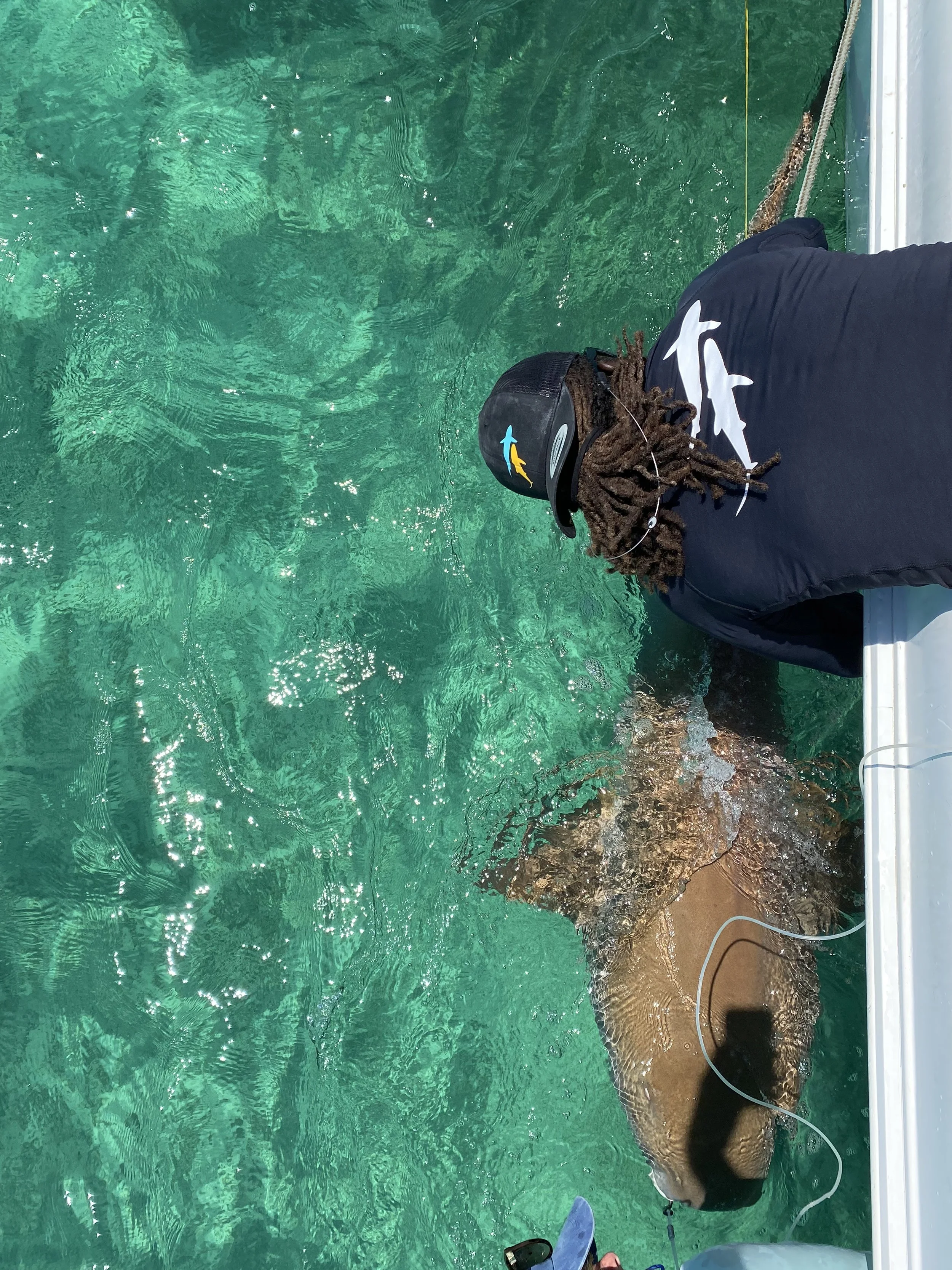 Nurse Shark Adoption