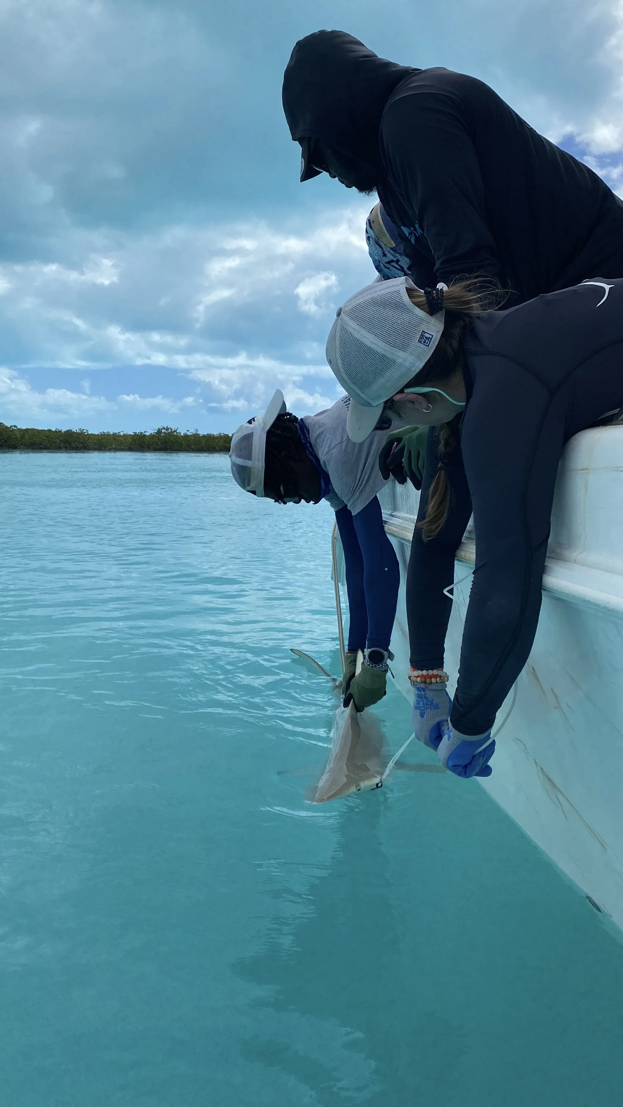 Blacktip Shark - Female 150cm