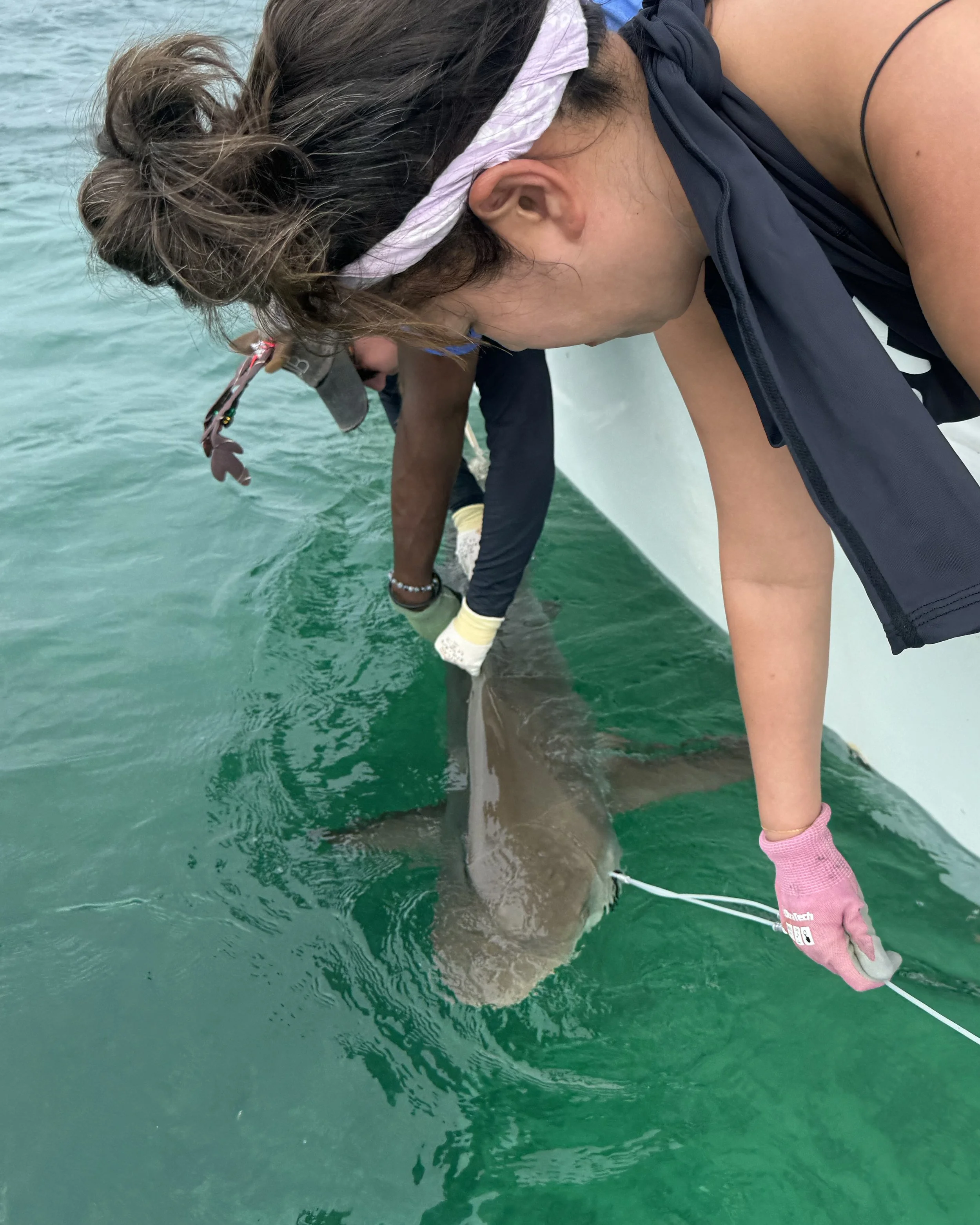 Reef Shark Adoption