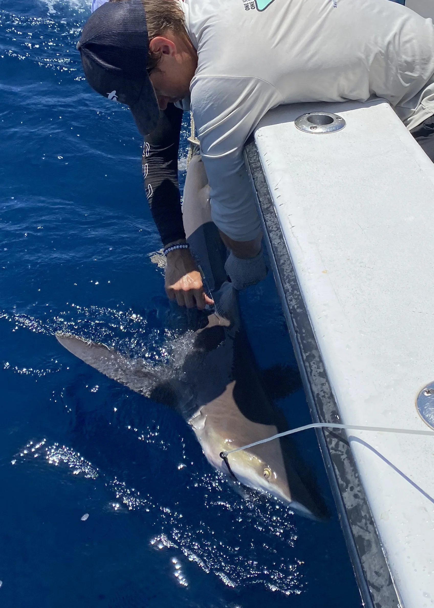 Sandbar Shark Adoption