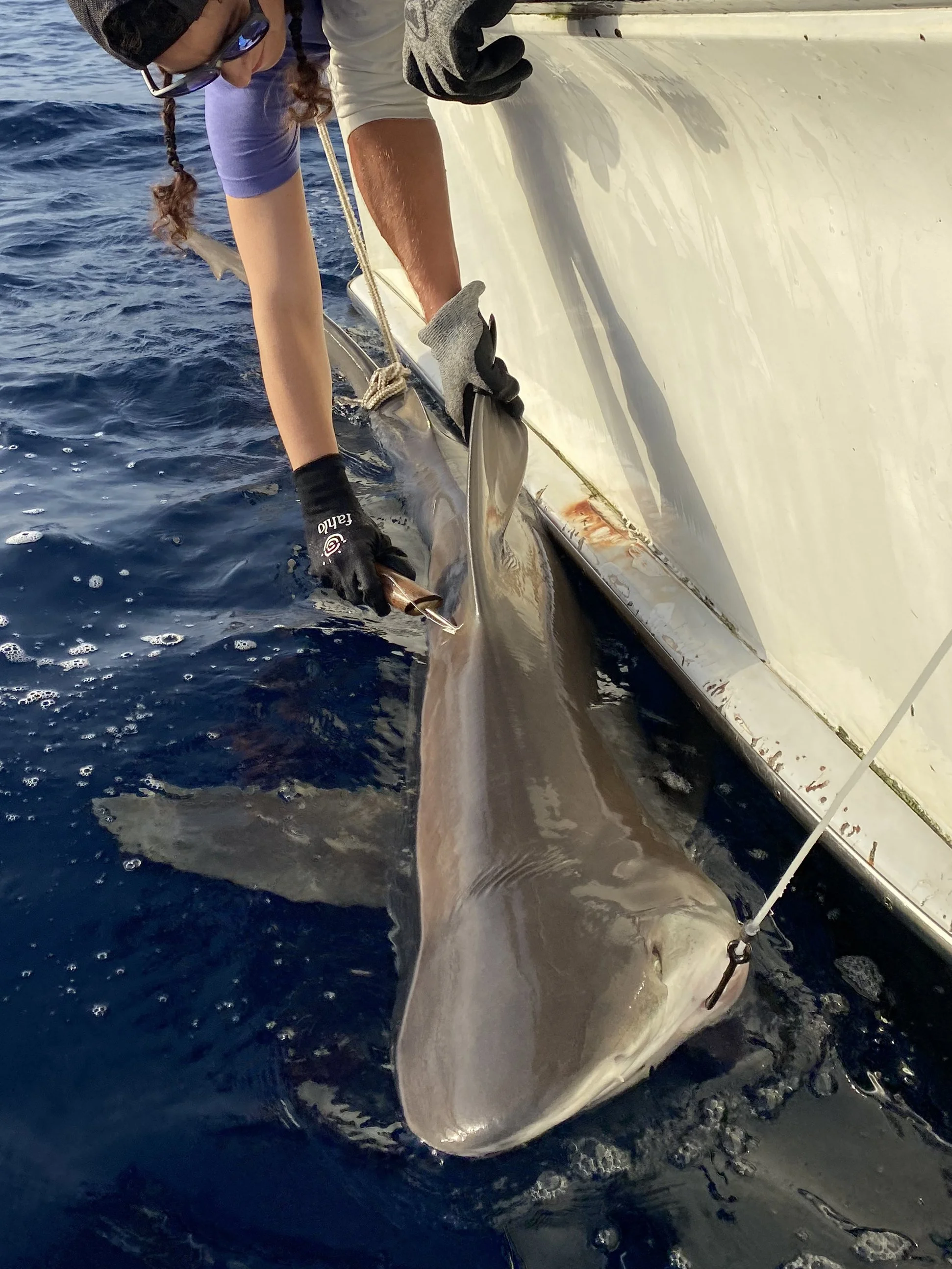 Sandbar Shark Adoption