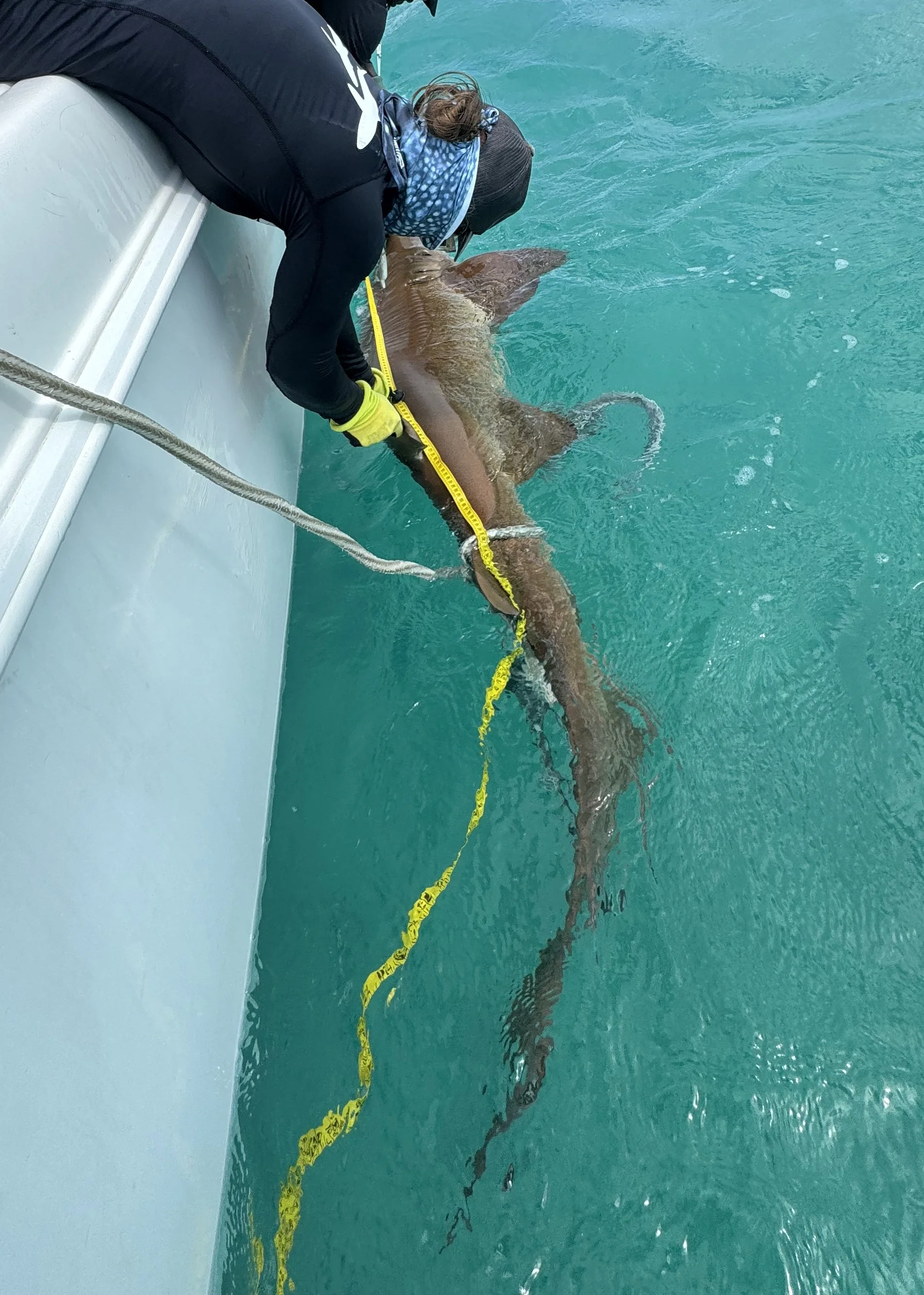 Nurse Shark - Female 210cm