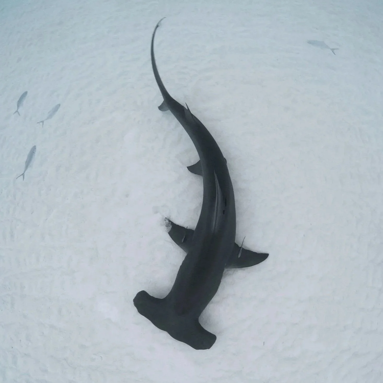 Annie Guttridge - Great Hammerhead