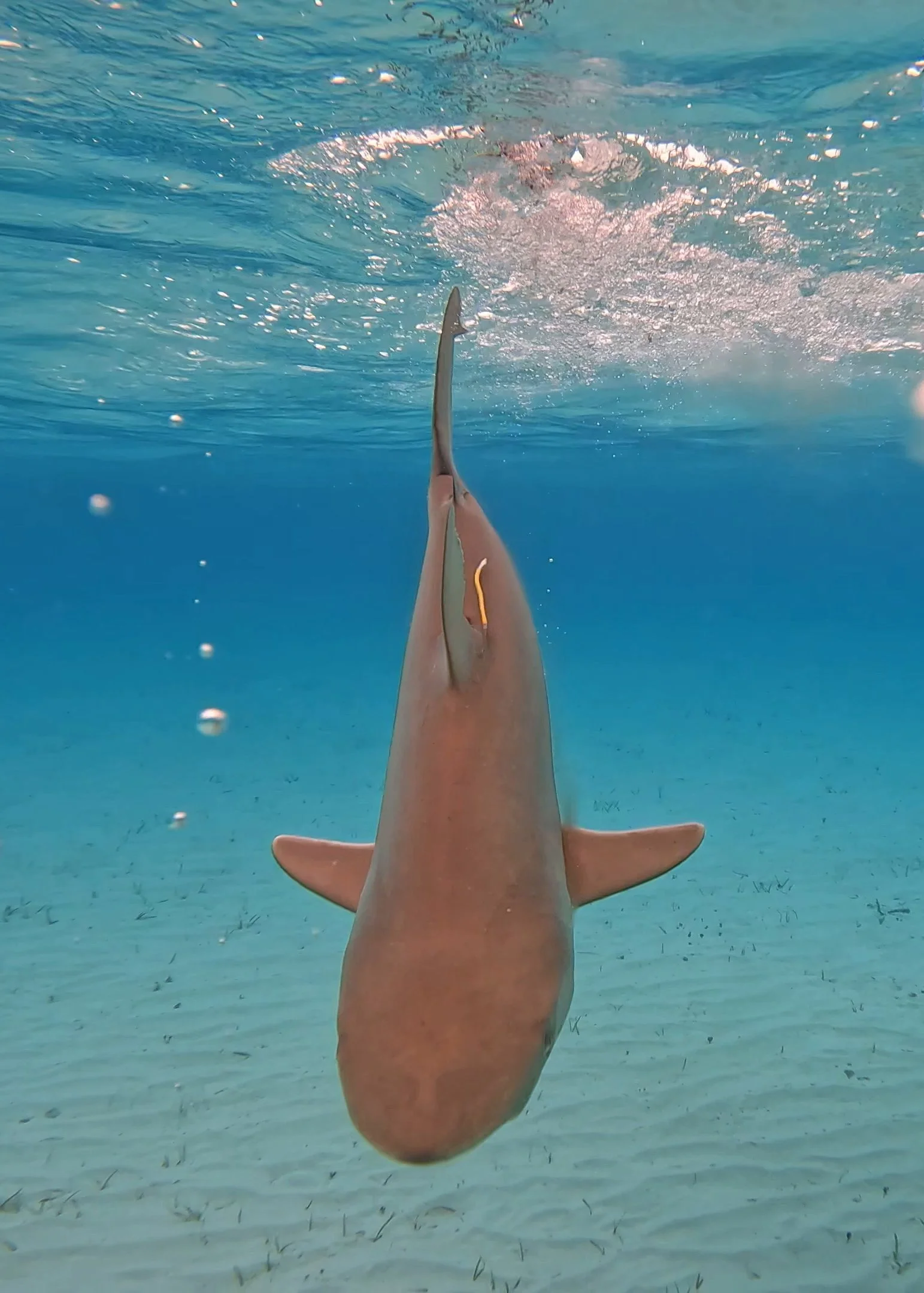 GPTempDownload 3.JPG