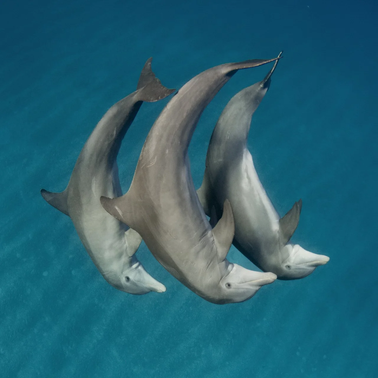 Saving the Blue - Ambassador - Save Sharks - Donation - Support - Nonprofit - Sharks - Research - Beach Clean - Conservation