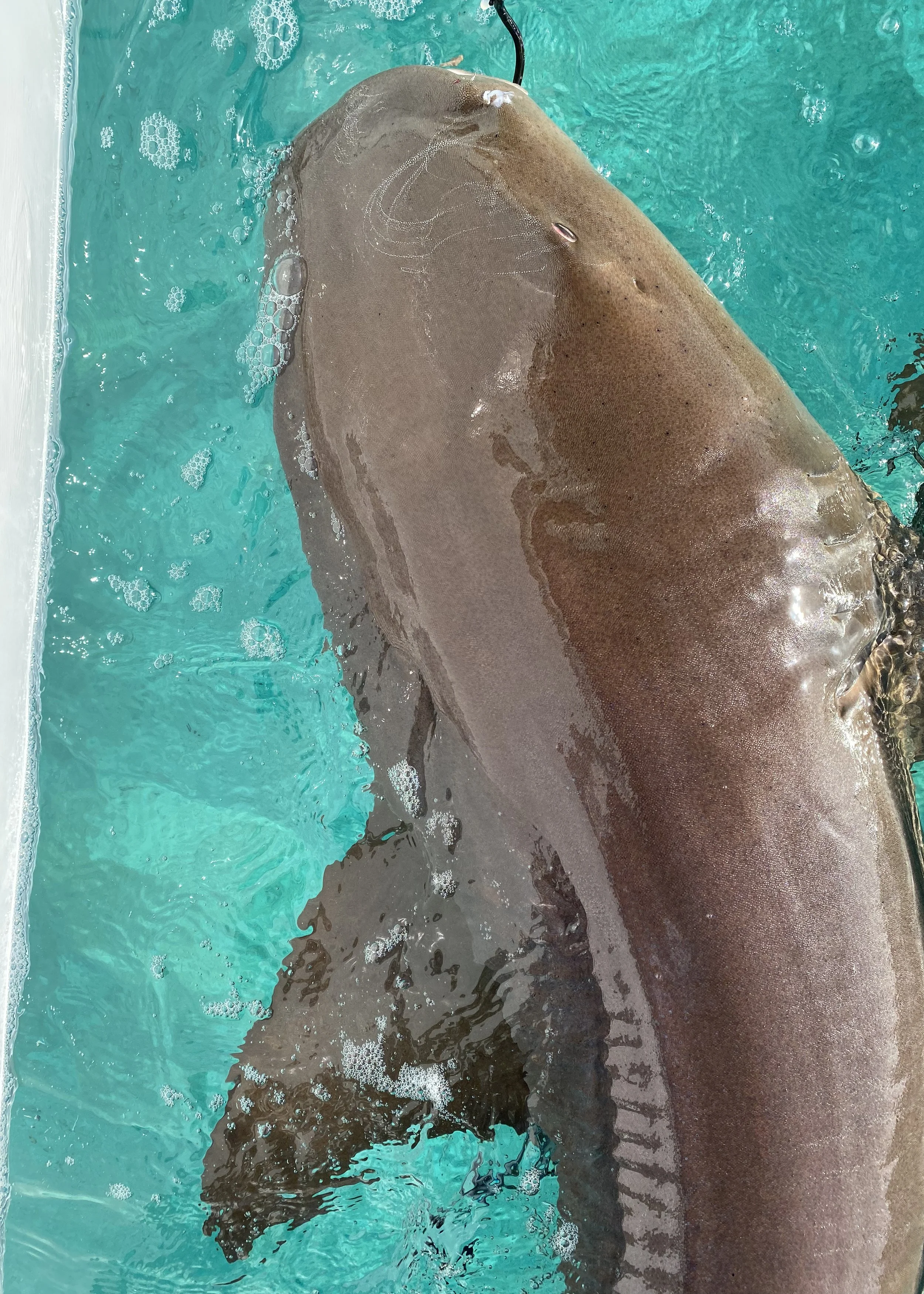 Nurse Shark Adoption