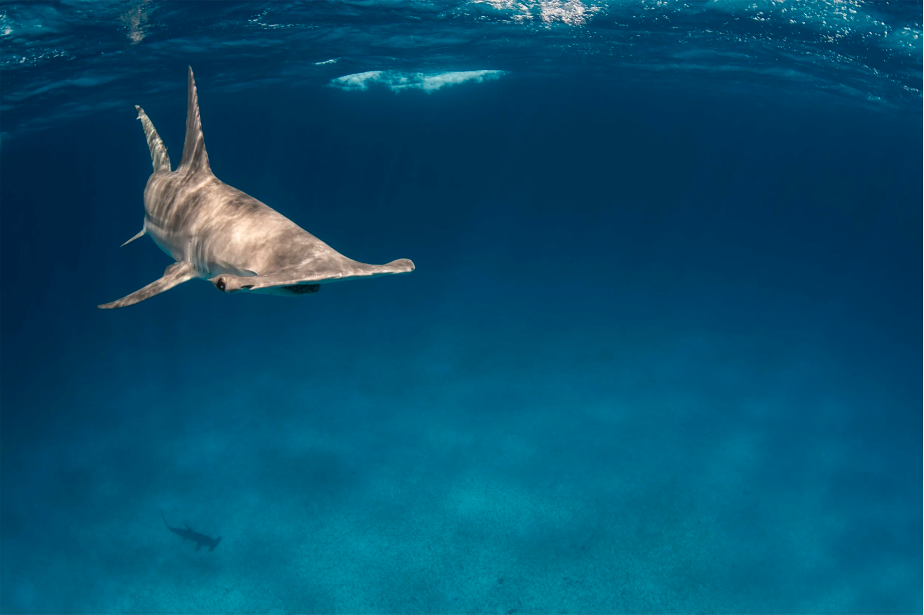 Screenshot 2026-01-21 at 4.46.29 PM.png