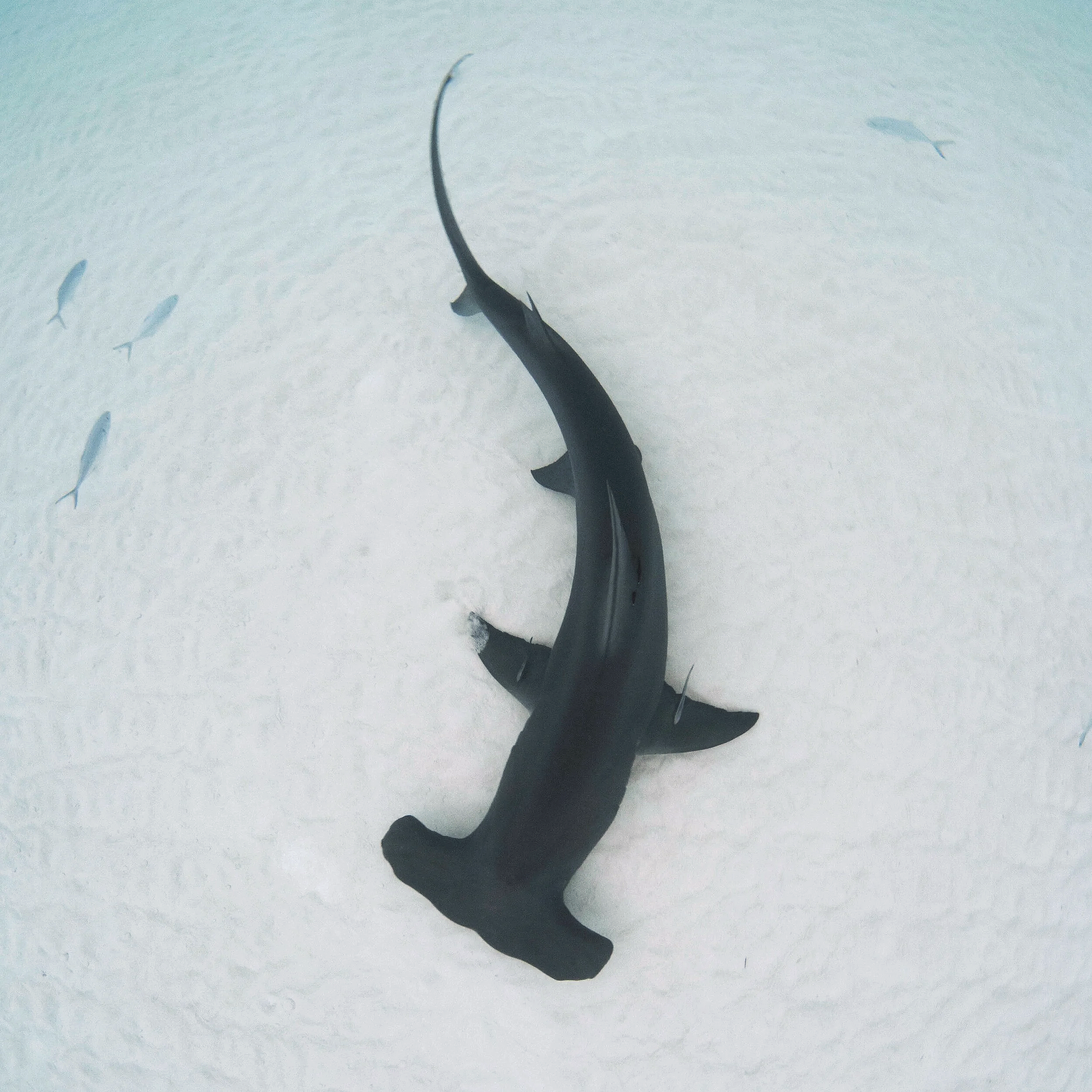 saving the blue - hammerhead shark -  annie guttridge - shark -sharks - shark research - science - marine biology - great hammerhead - andros - bahamas - diving - diver - green living - fish - fishes - school - eco tourism - pelagic