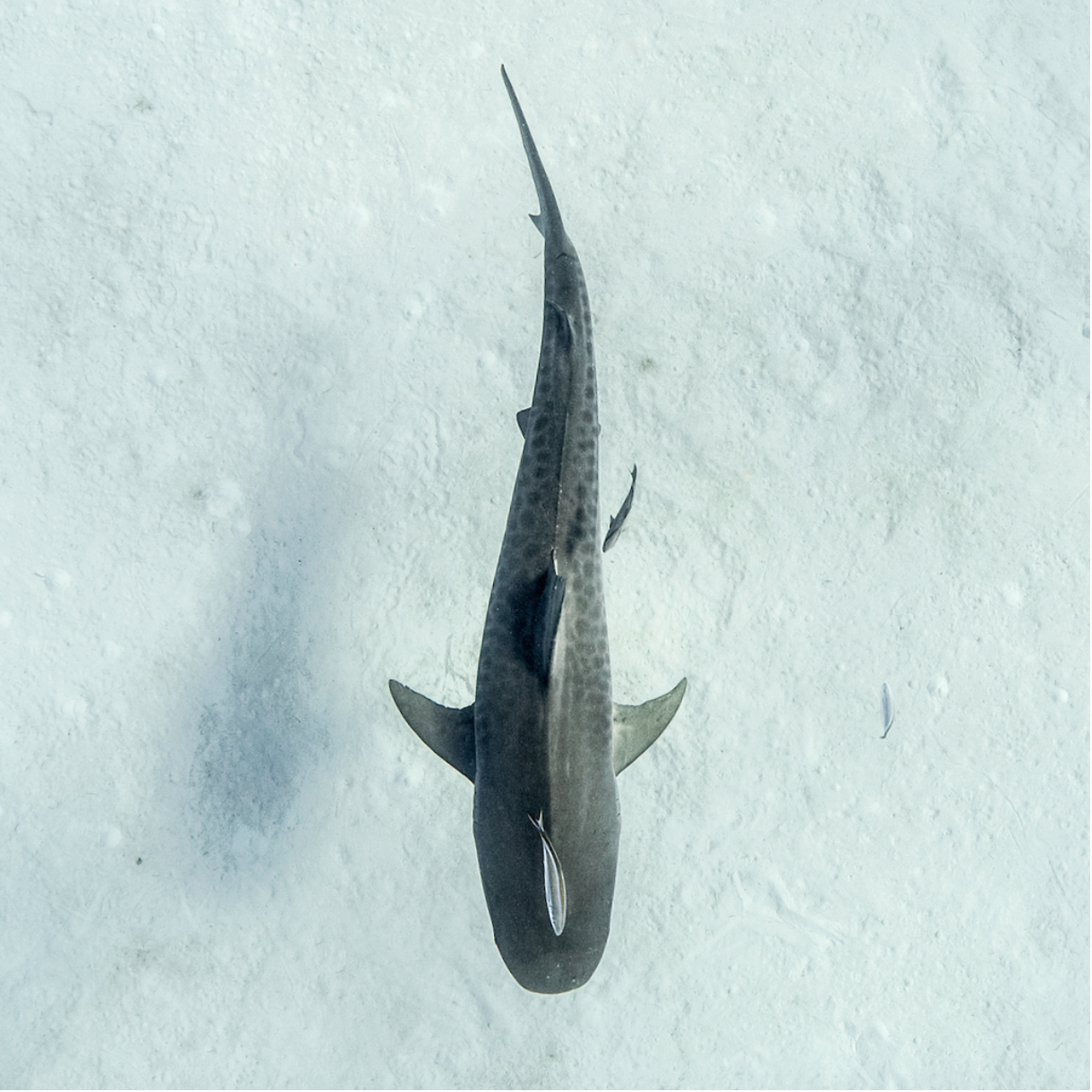 saving the blue - hammerhead shark -  annie guttridge - shark -sharks - shark research - science - marine biology - tiger shark - andros - bahamas - diving - diver - green living - fish - fishes - school - eco tourism - pelagic